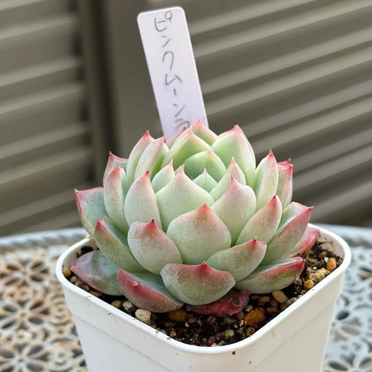 多肉植物 ☘️ ピンクムーンライト 抜き苗 - メルカリ