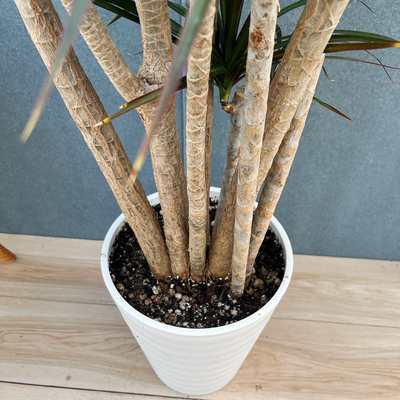 現品］5番 ドラセナ コンシンネ マジェンタ 観葉植物 室内 8号