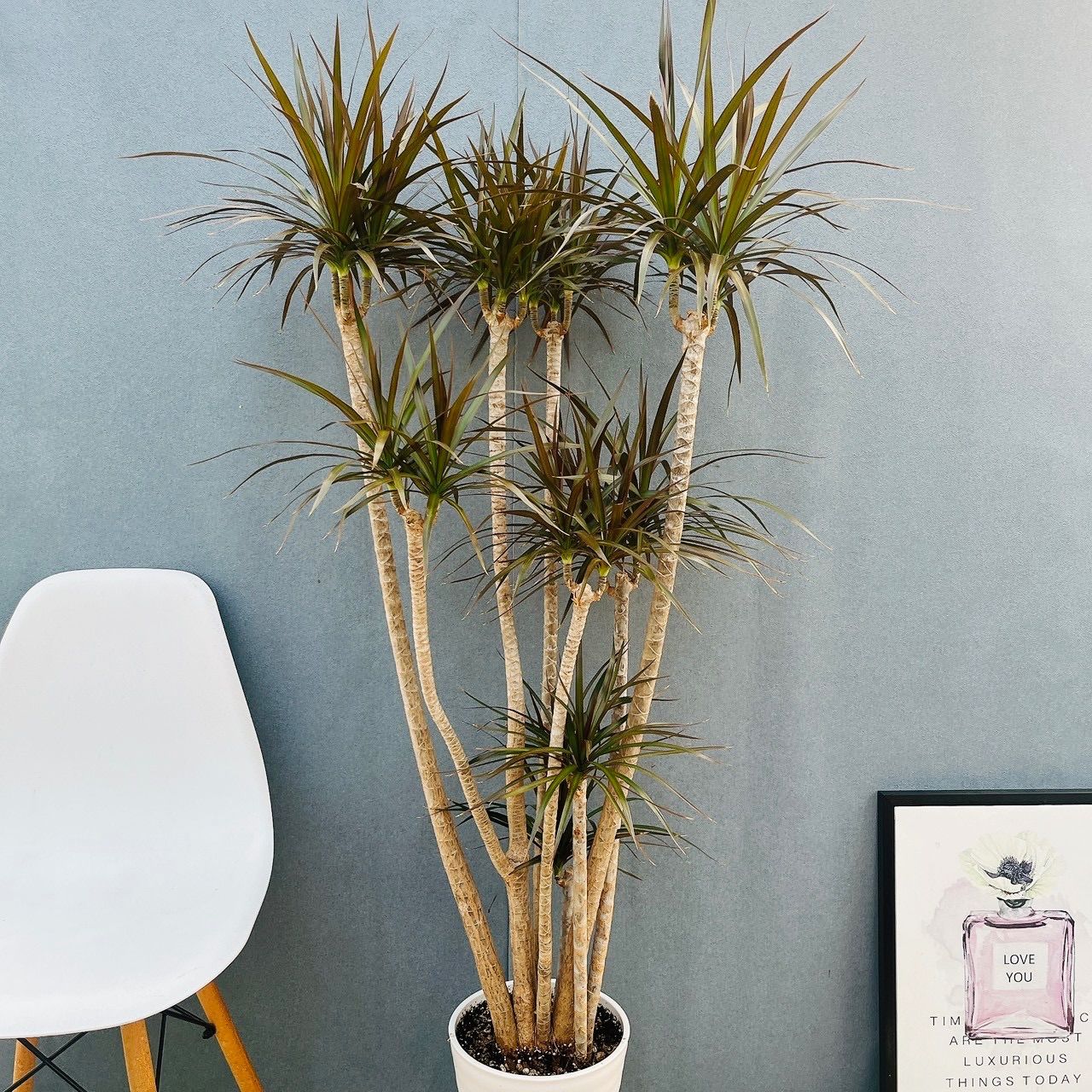 現品　ドラセナ　コンシンネ　マジェンダ　斑入り　観葉植物　特大　室内　インテリア 現品］【希少】19番 ドラセナ コンシンネ マジナータゴールド 8号 観葉