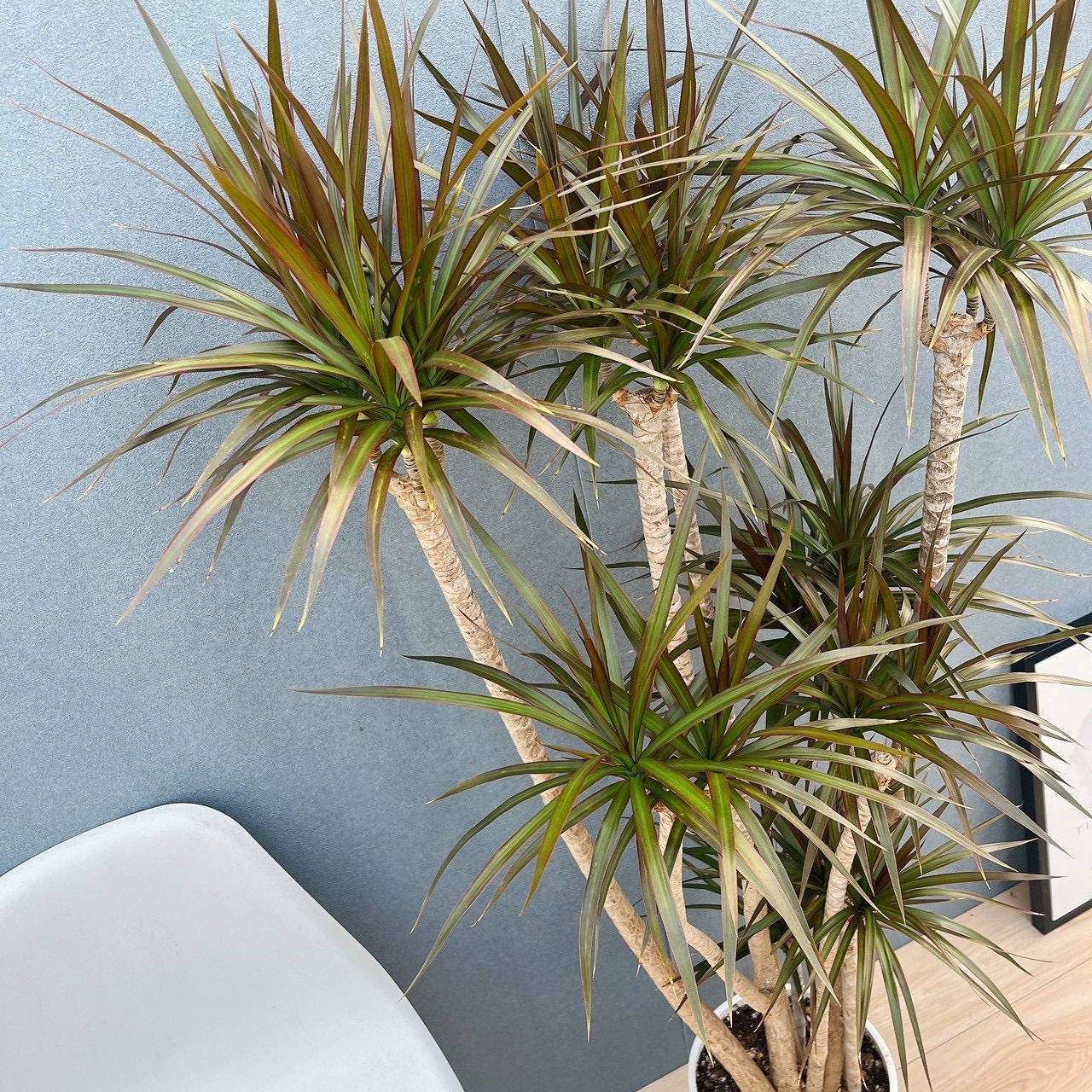 現品］5番 ドラセナ コンシンネ マジェンタ 観葉植物 室内 8号