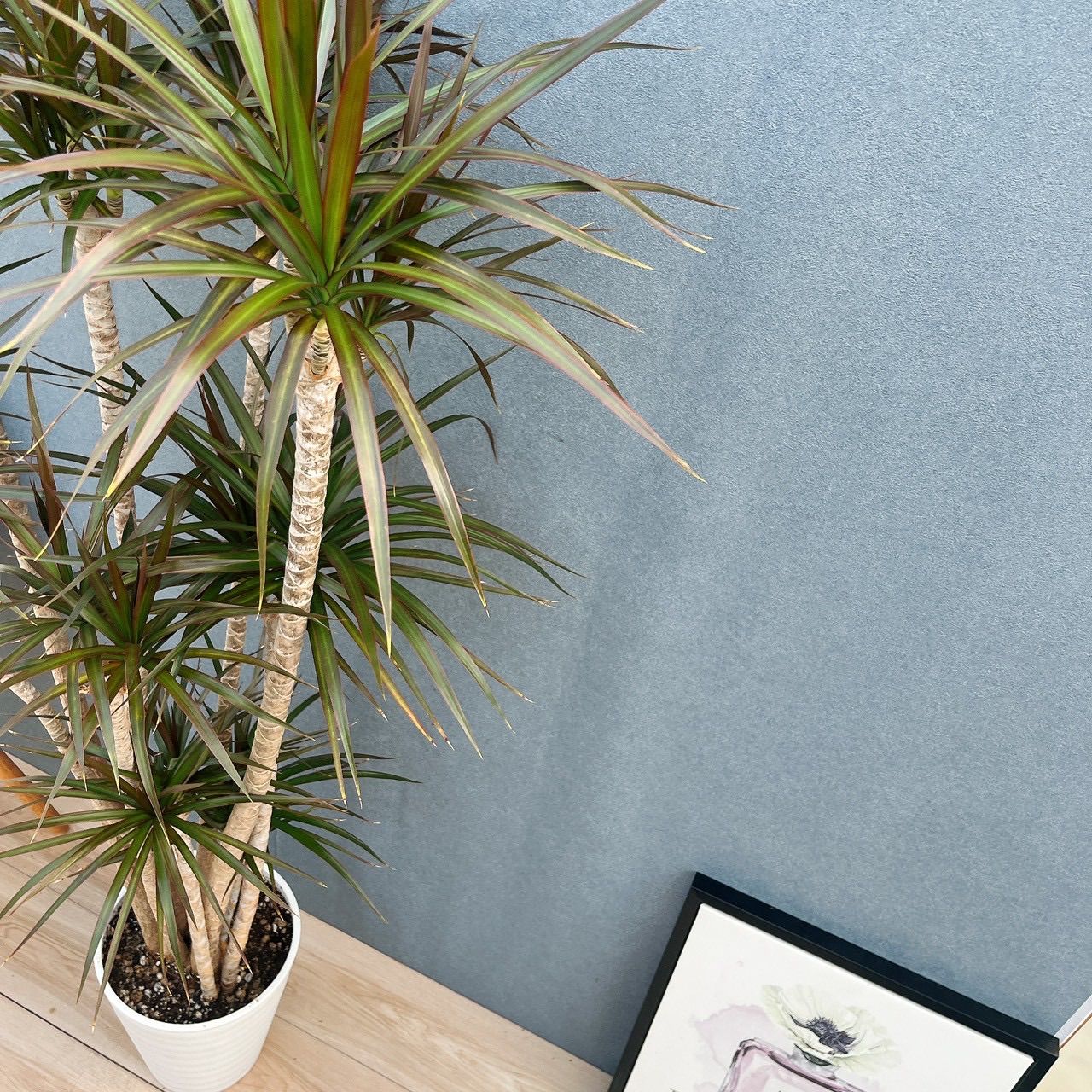 現品］5番 ドラセナ コンシンネ マジェンタ 観葉植物 室内 8号