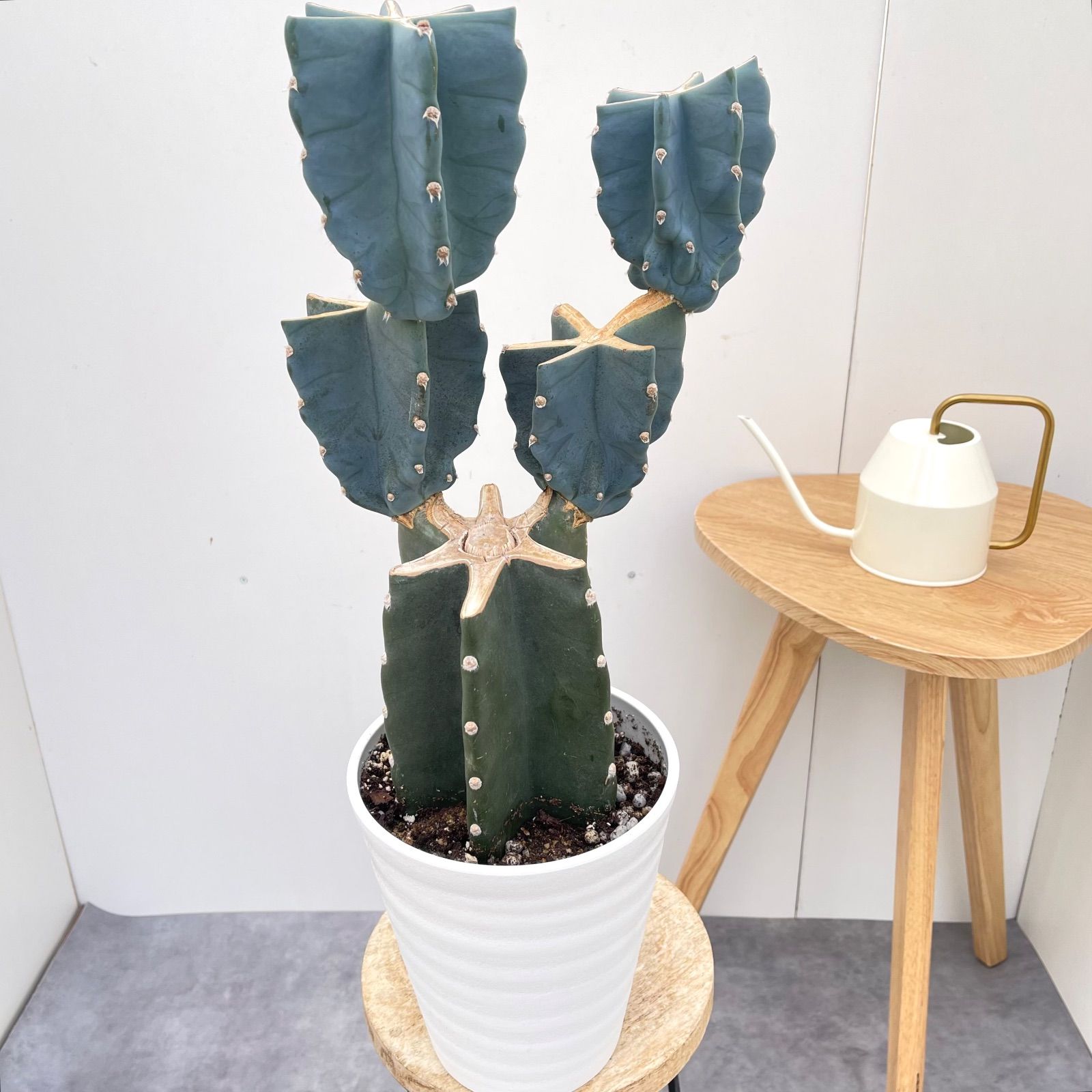 柱サボテン ブランチ 8【現品】観葉植物 室内 ドライガーデン 6号