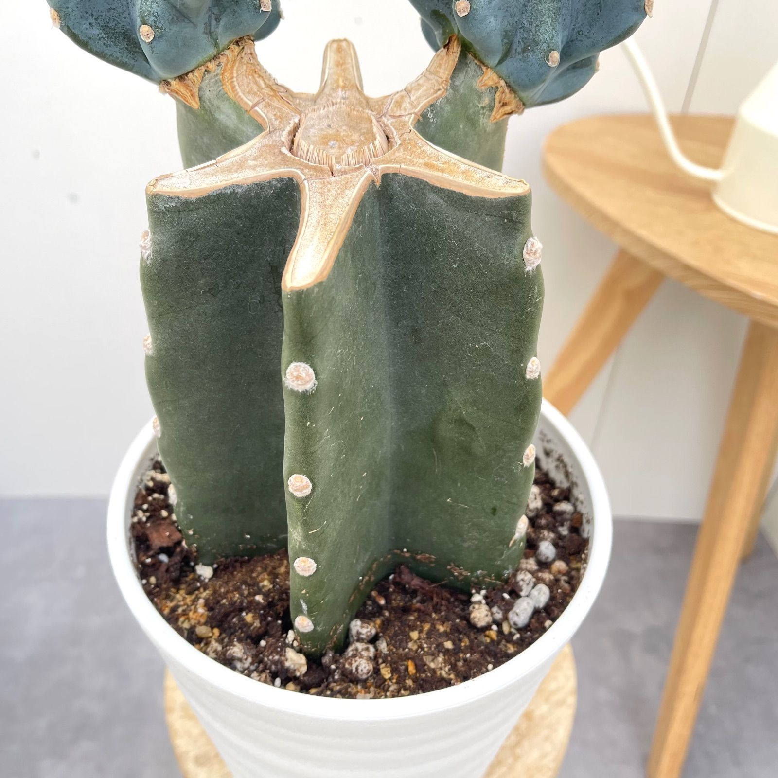 柱サボテン ブランチ 8【現品】観葉植物 室内 ドライガーデン 6号