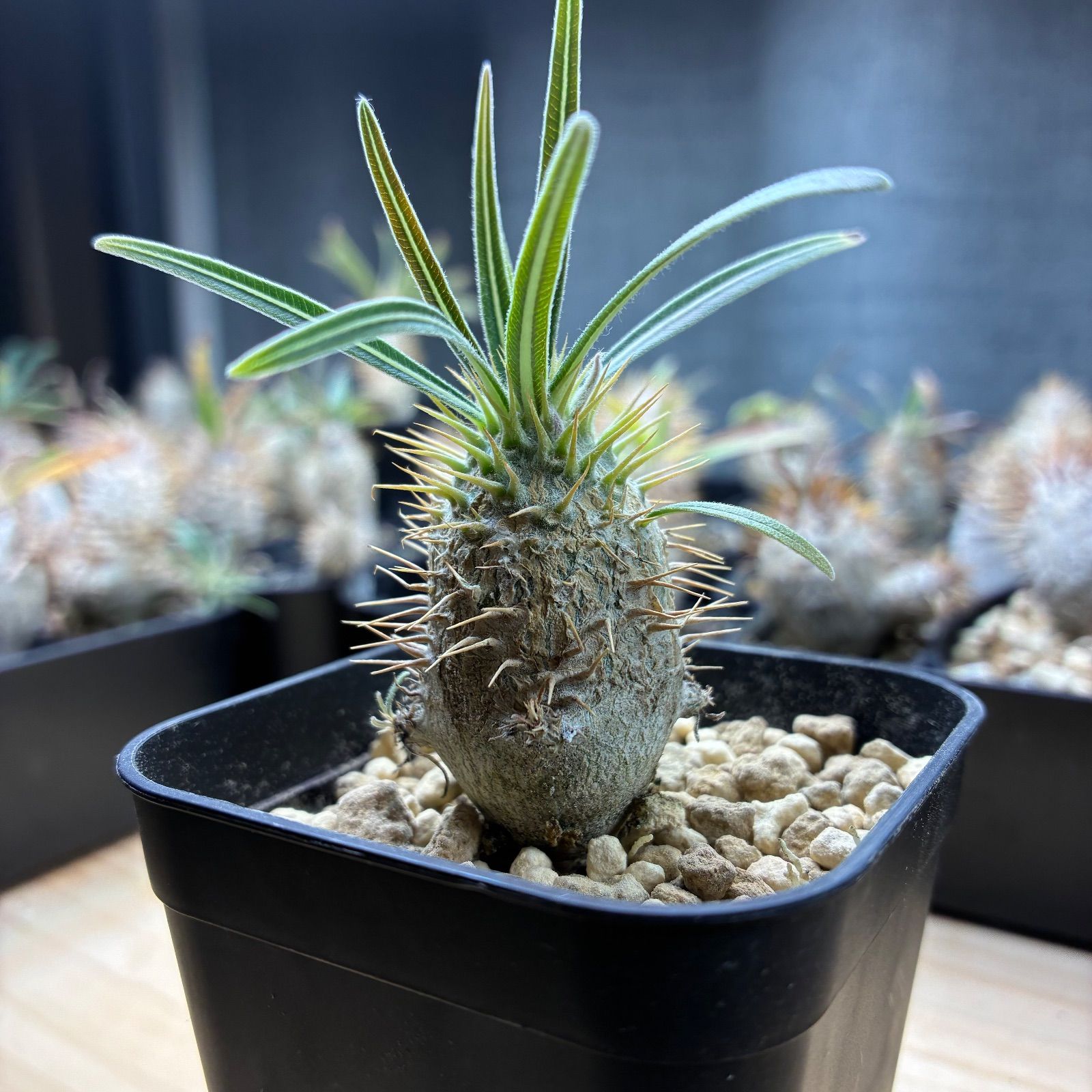 塊根植物】パキポディウム グラキリス 鉢ごと発送 送料無料 #202