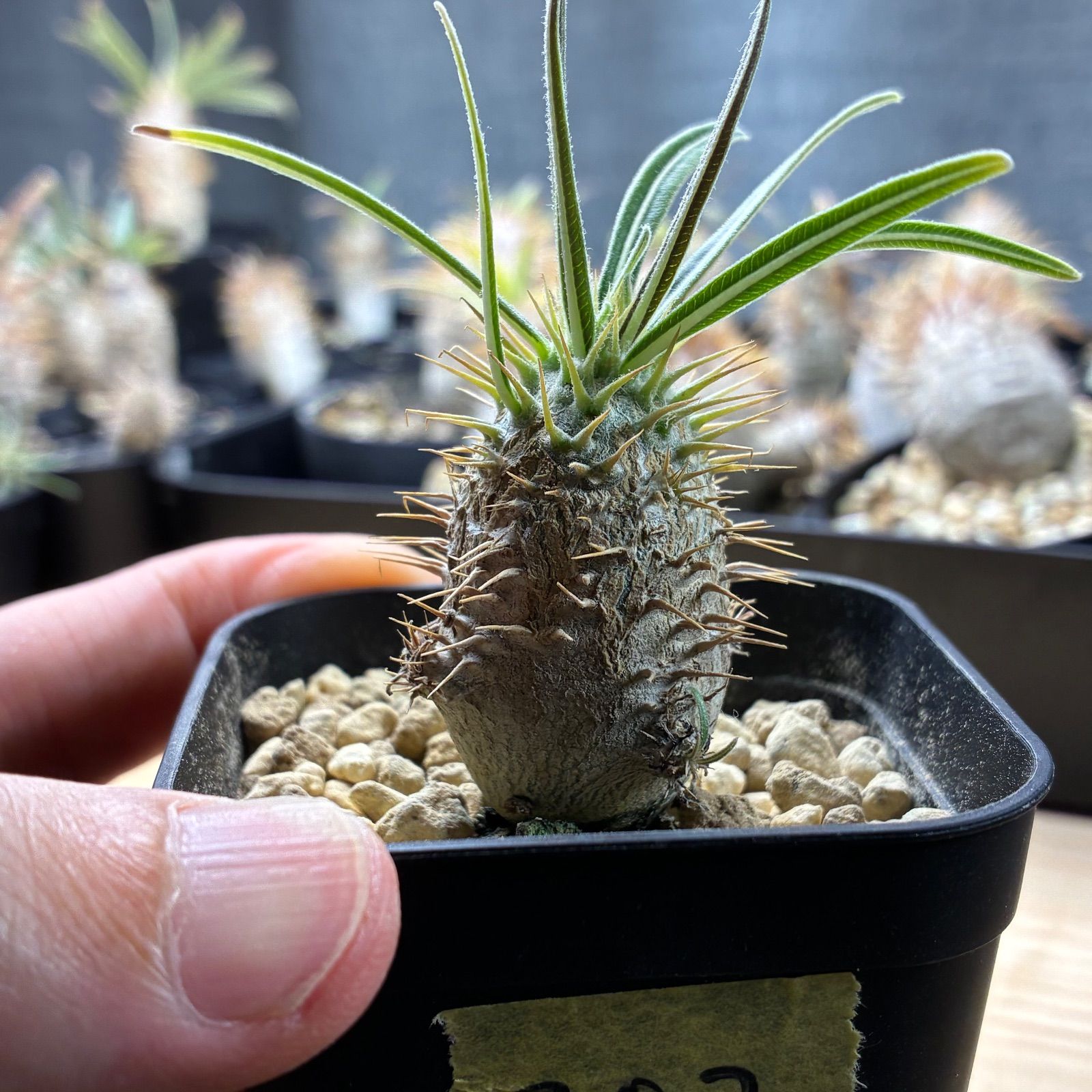 塊根植物】パキポディウム グラキリス 鉢ごと発送 送料無料 #202