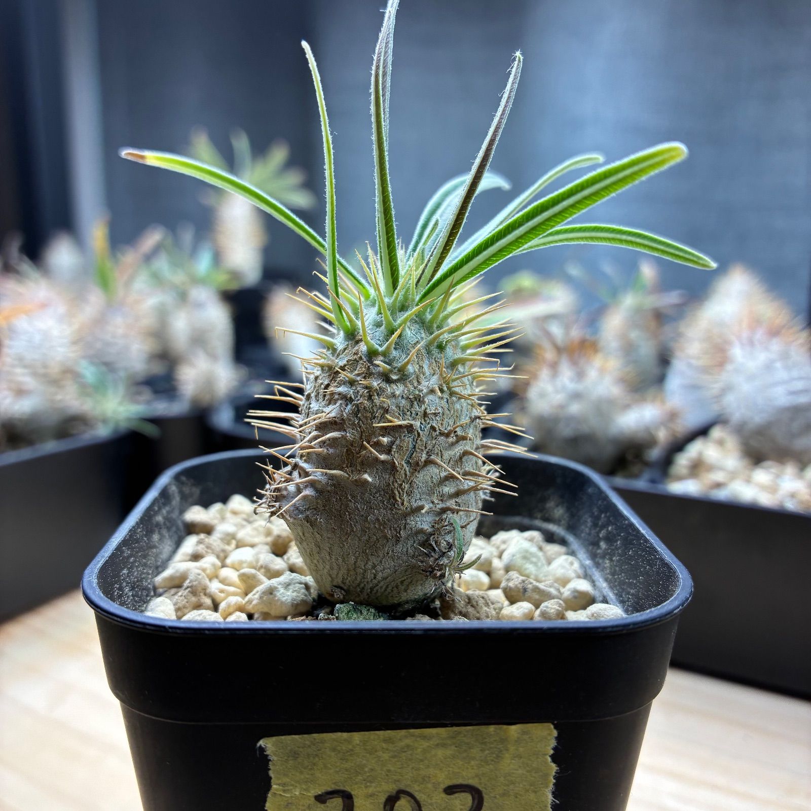 塊根植物】パキポディウム グラキリス 鉢ごと発送 送料無料 #202