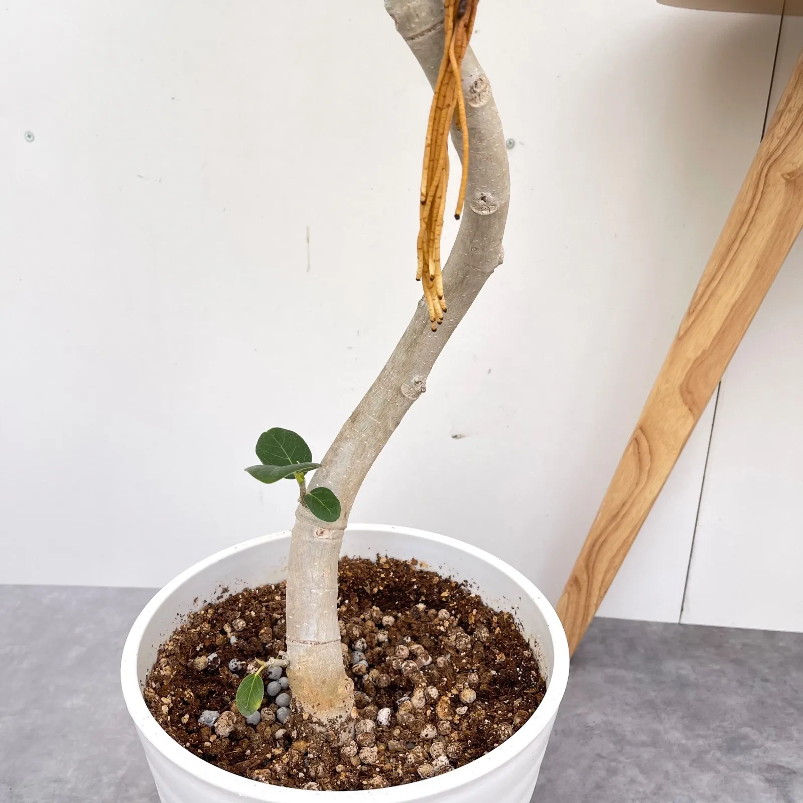 フィカス ベンガレンシス 曲がり 13【現品】観葉植物 大型 室内