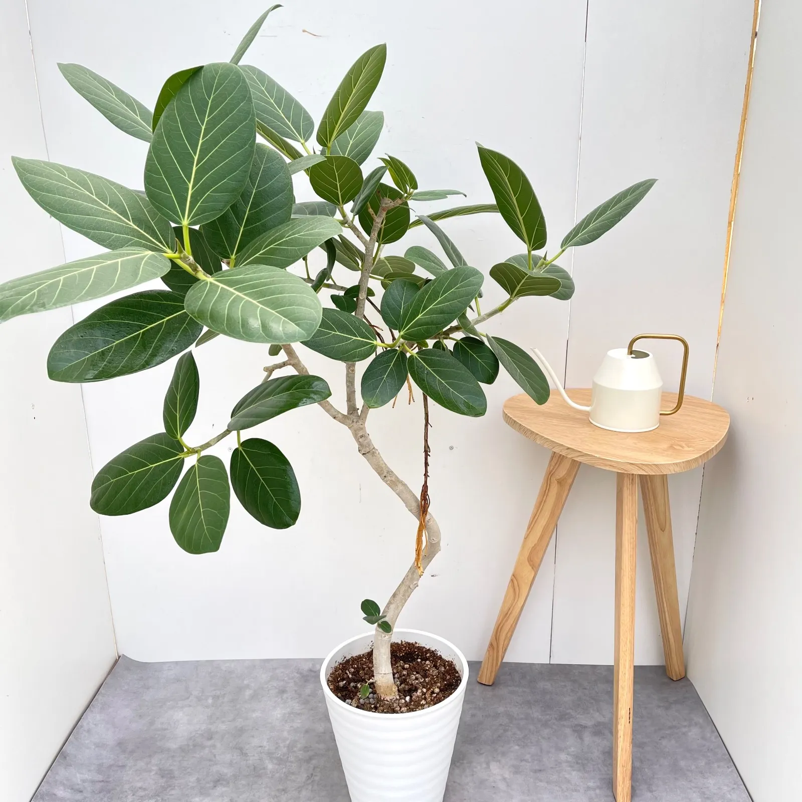 フィカス ベンガレンシス 曲がり 13【現品】観葉植物 大型 室内