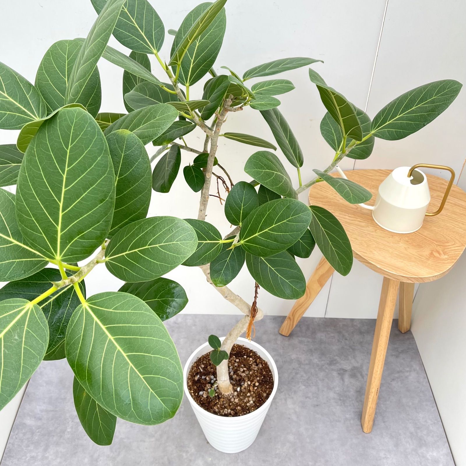 フィカス ベンガレンシス 曲がり 13【現品】観葉植物 大型 室内 - メルカリ