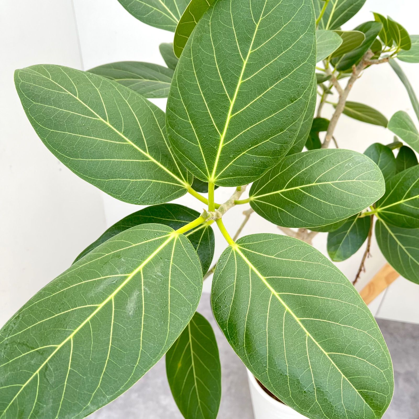 フィカス ベンガレンシス 曲がり 13【現品】観葉植物 大型 室内 - メルカリ