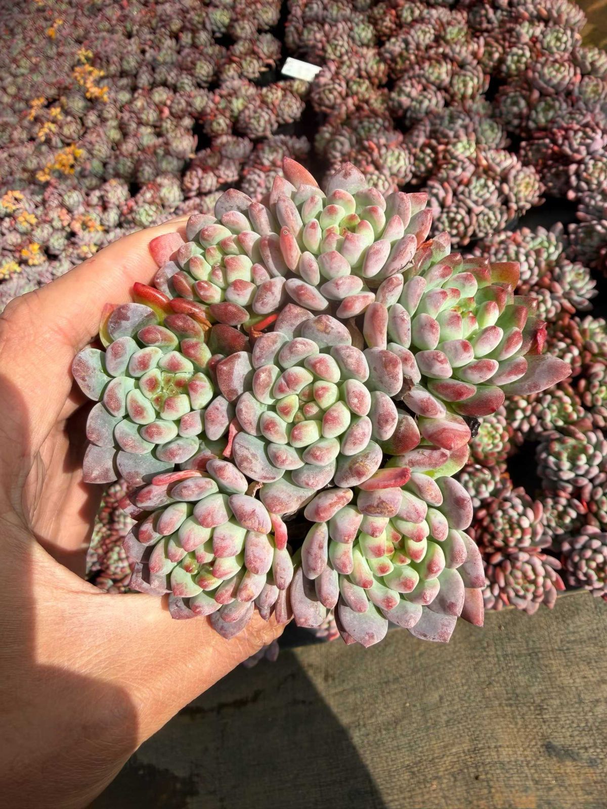 新入荷 ブルーアップル MT735×18苗 抜き苗 多肉植物 詰め合わせ