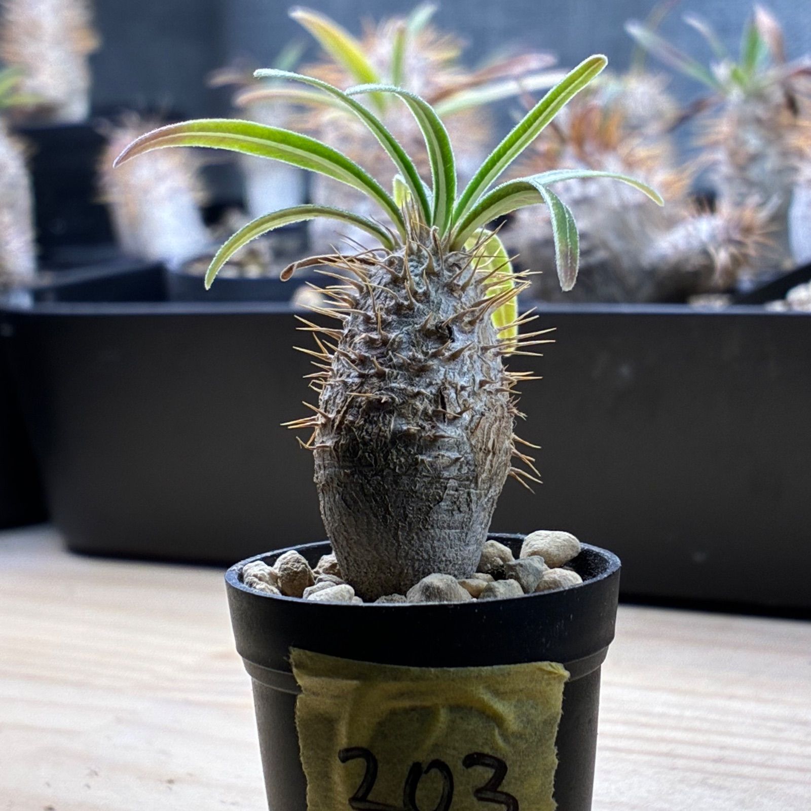 塊根植物】パキポディウム グラキリス 鉢ごと発送 送料無料 #203