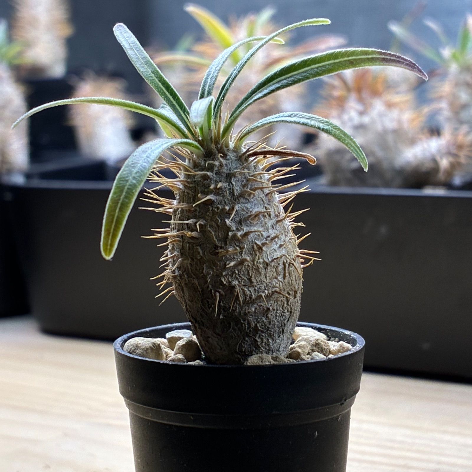 塊根植物】パキポディウム グラキリス 鉢ごと発送 送料無料 #203