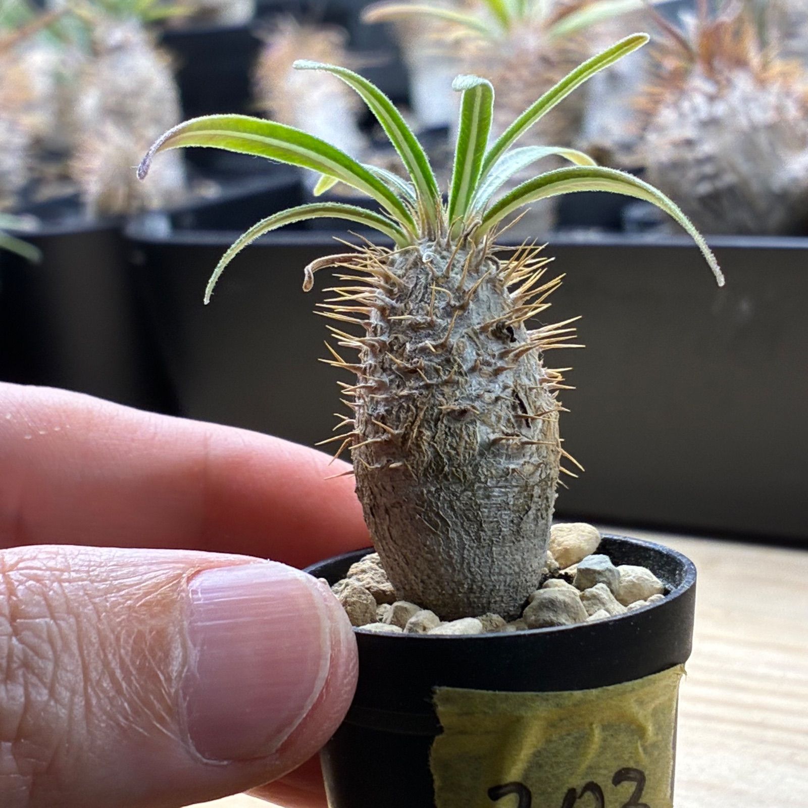 塊根植物】パキポディウム グラキリス 鉢ごと発送 送料無料 #203