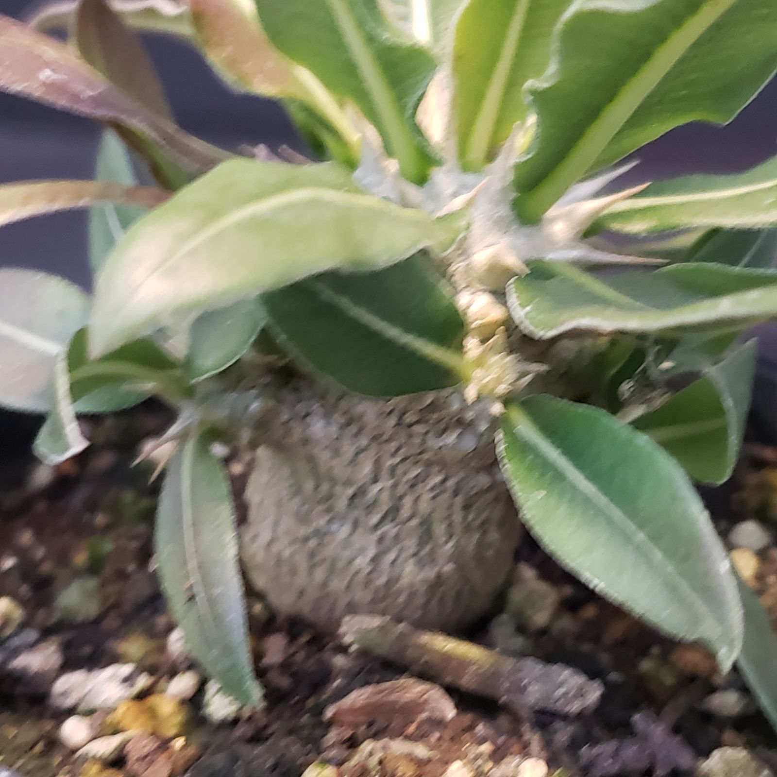 パキポディウム・品種不明(抜き苗) パキポディウム・グラキリス 抜き苗 〈15〉 | mana's farm:塊根植物