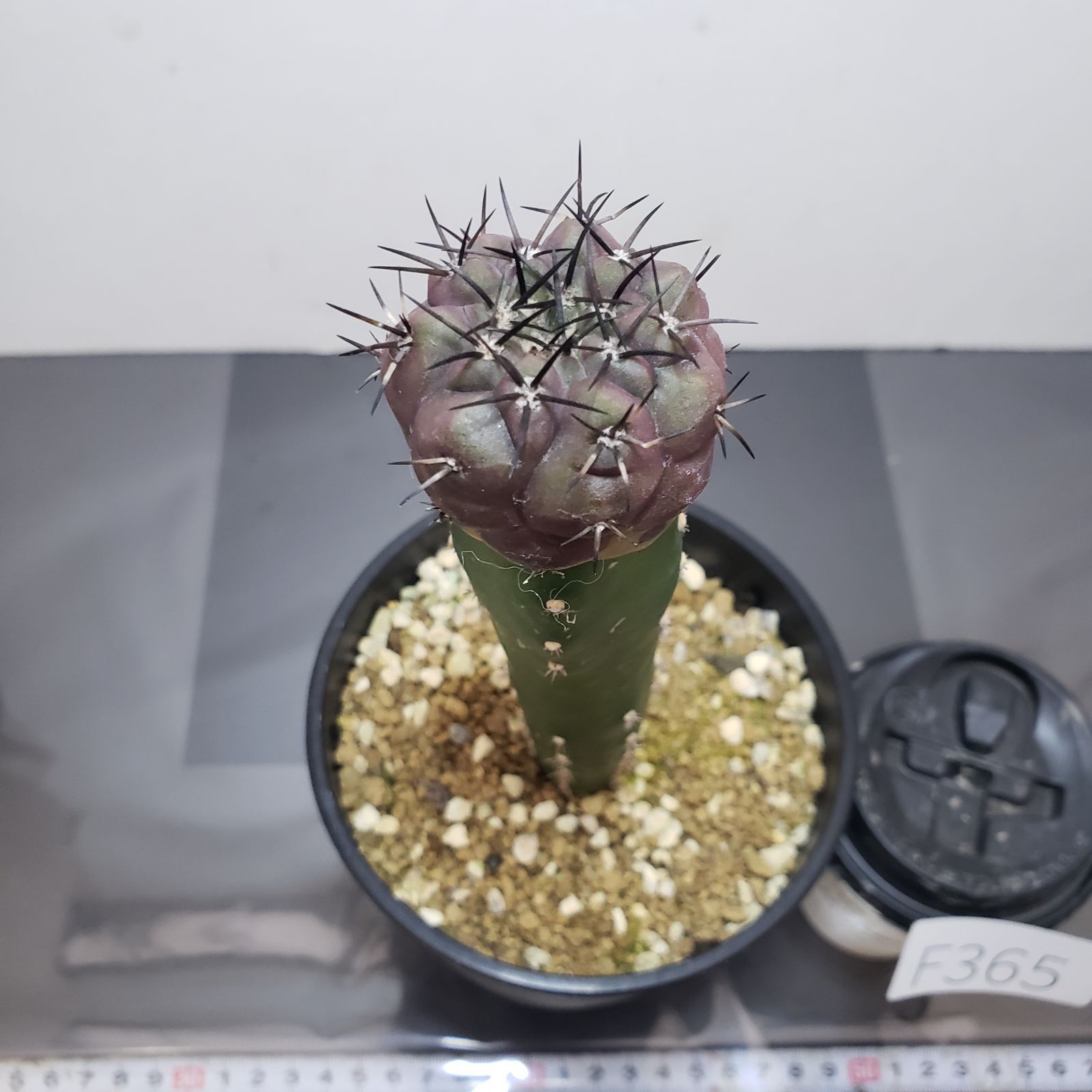 F365【自社養生株】コピアポア 黒王丸（接ぎ木・発根株・鉢植え