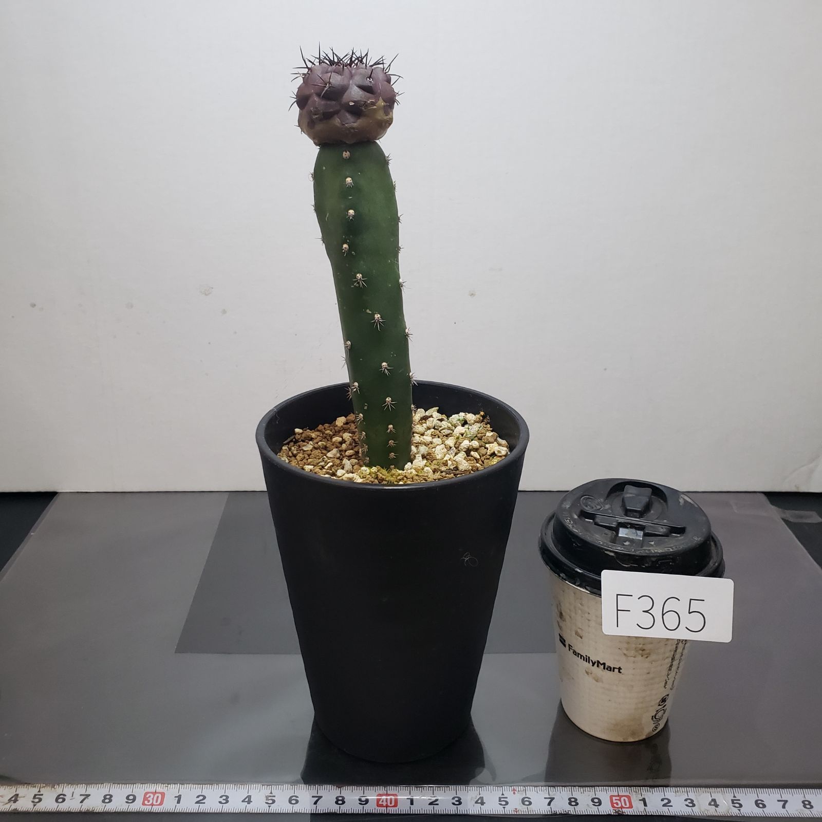 F365【自社養生株】コピアポア 黒王丸（接ぎ木・発根株・鉢植え