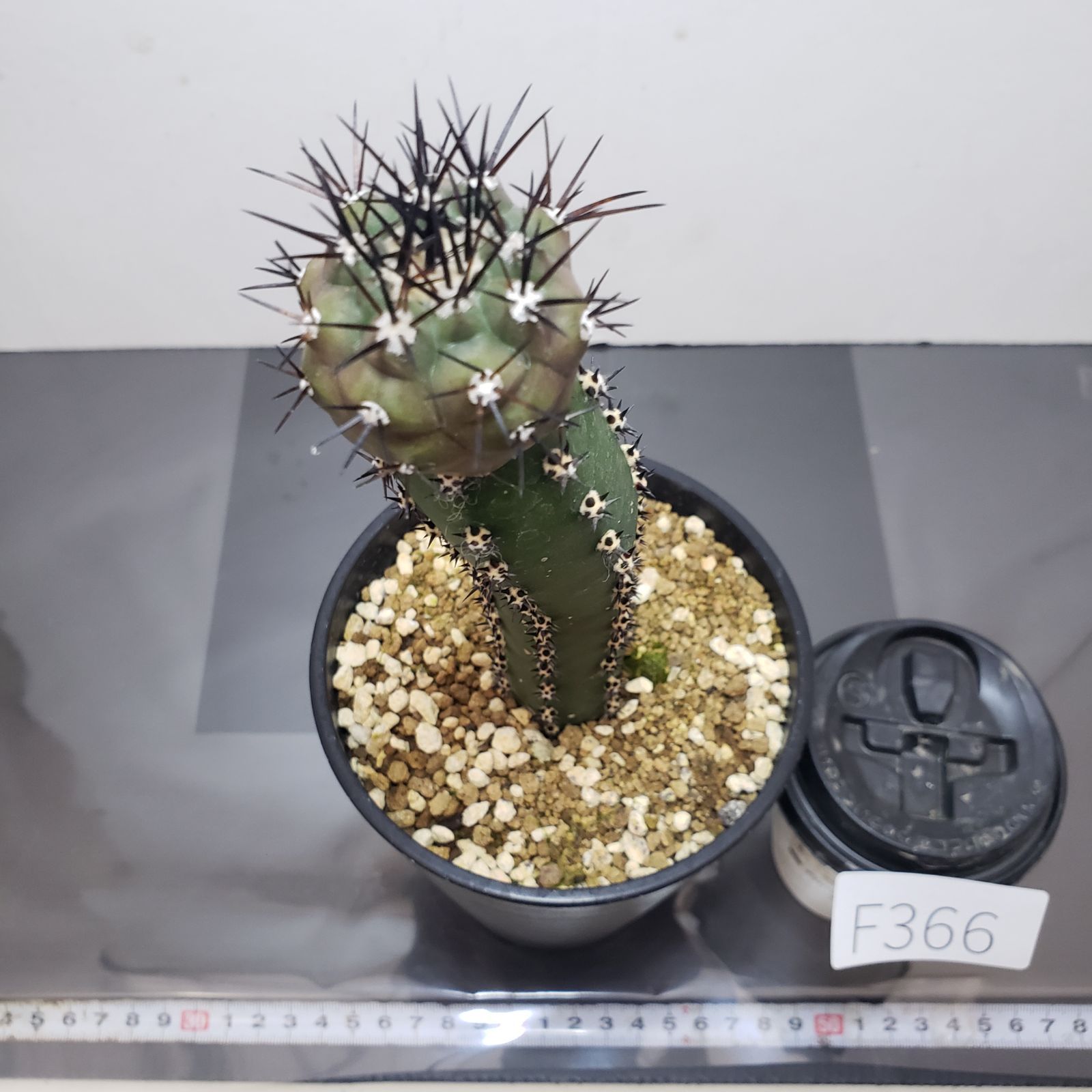 F366【自社養生株】コピアポア 黒王丸（接ぎ木・発根株・鉢植え