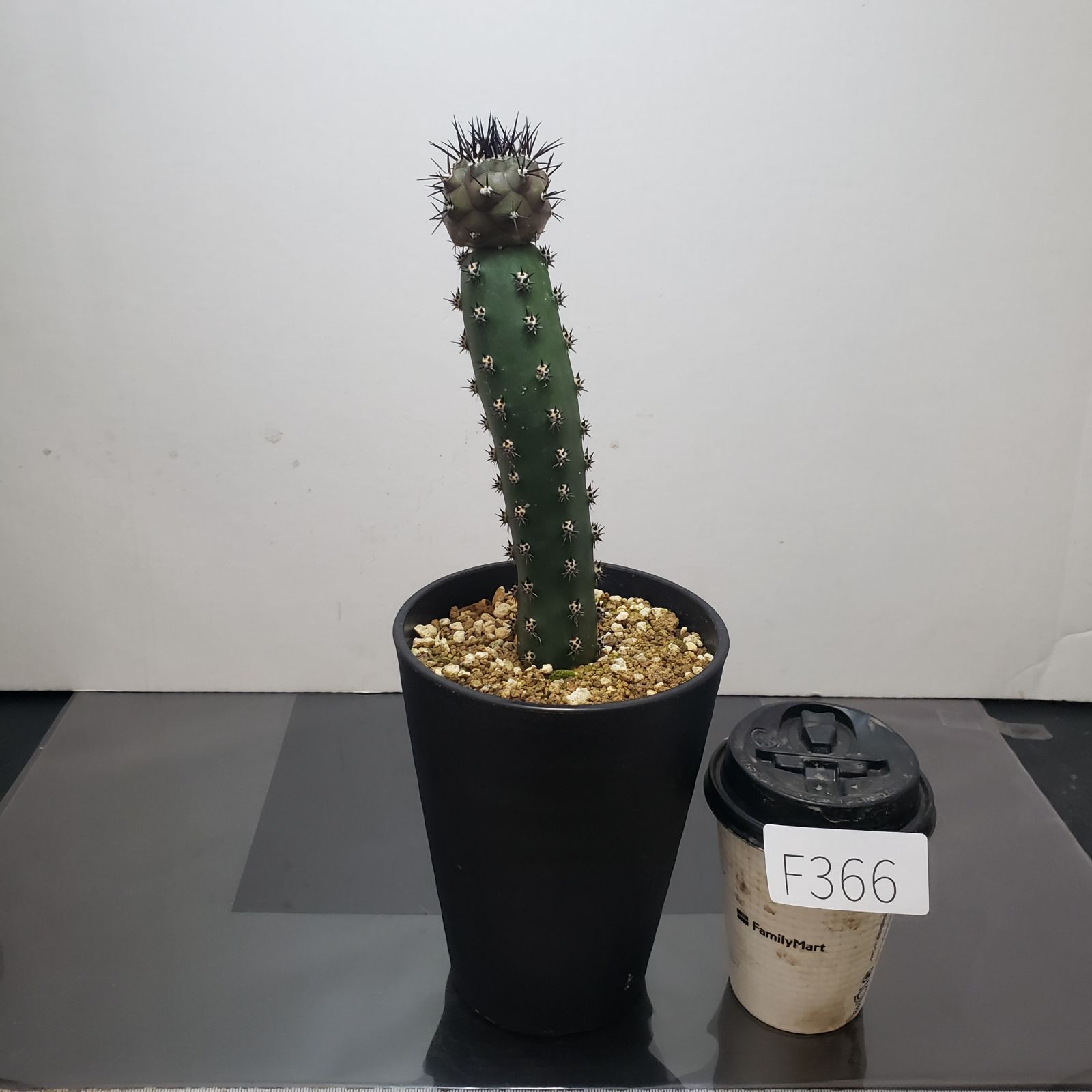 【自根】黒王丸　コピアポア良型扁平美球　国内繁殖苗サボテン（雷帝花王丸塊根植物） F366【自社養生株】コピアポア 黒王丸（接ぎ木・発根株・鉢植え