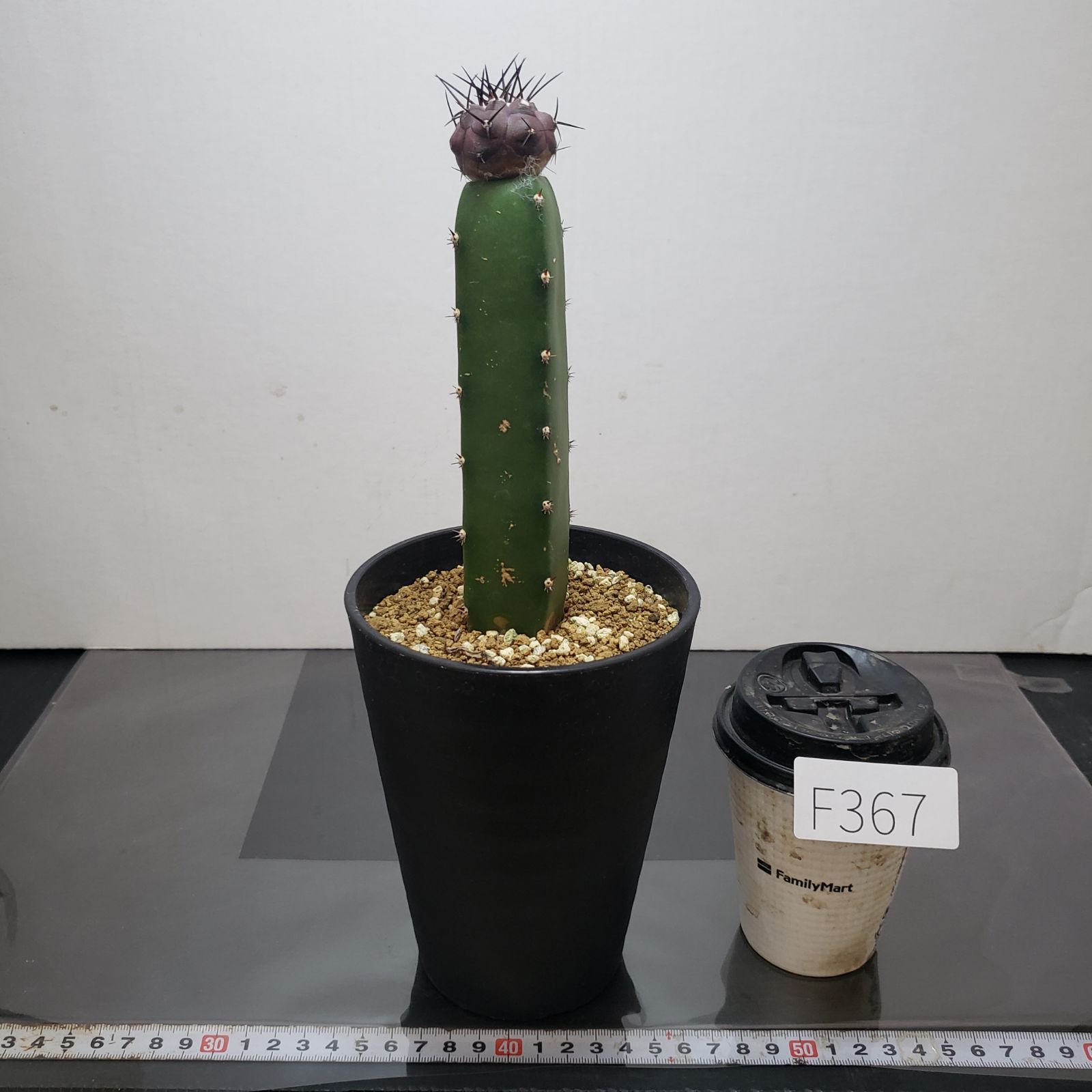 F367【自社養生株】コピアポア 黒王丸（接ぎ木・発根株・鉢植え