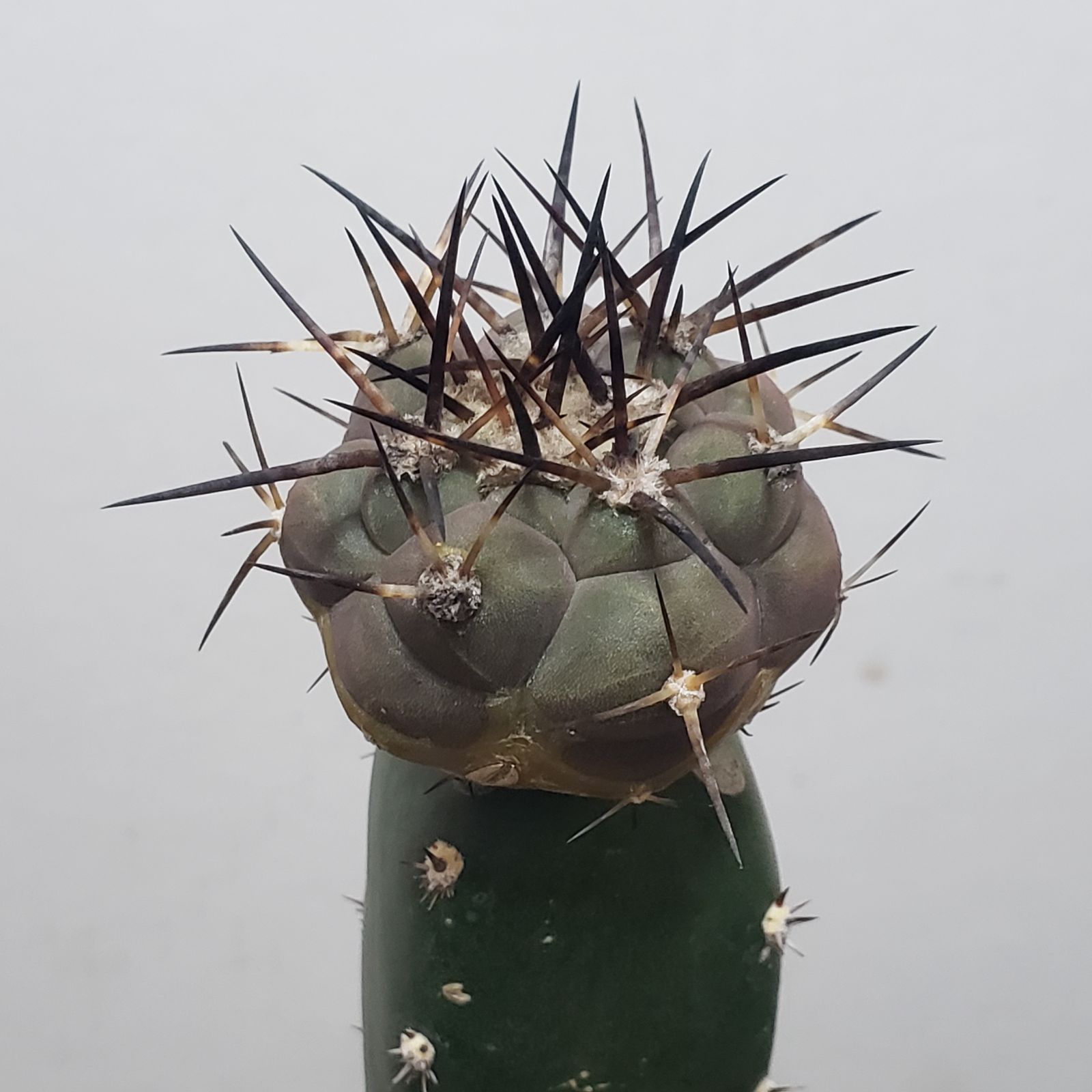 F368【自社養生株】コピアポア 黒王丸（接ぎ木・発根株・鉢植え