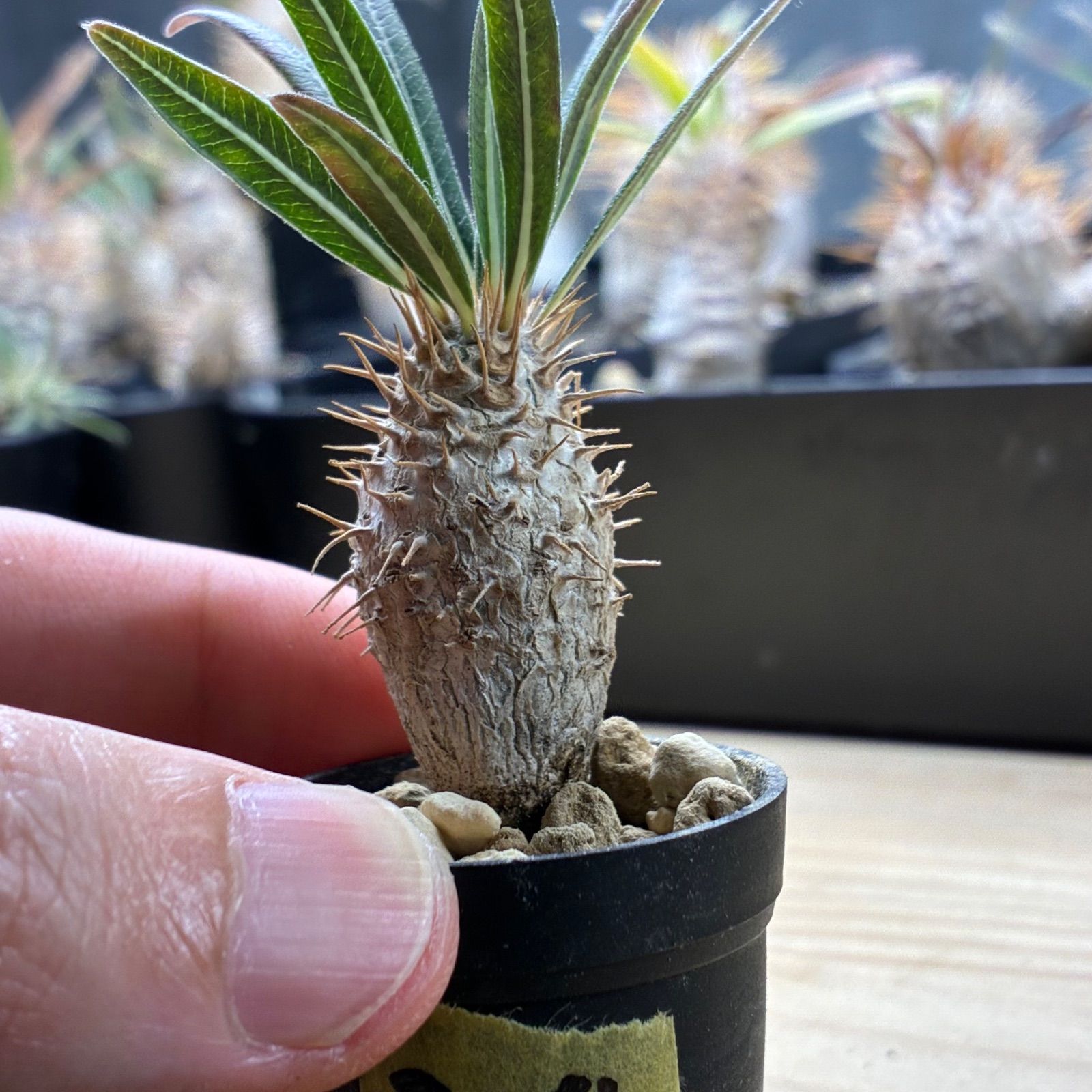 塊根植物】パキポディウム グラキリス 鉢ごと発送 送料無料 #204