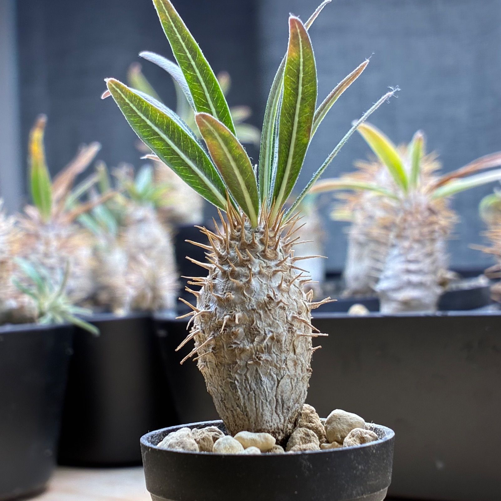 塊根植物】パキポディウム グラキリス 鉢ごと発送 送料無料 #204