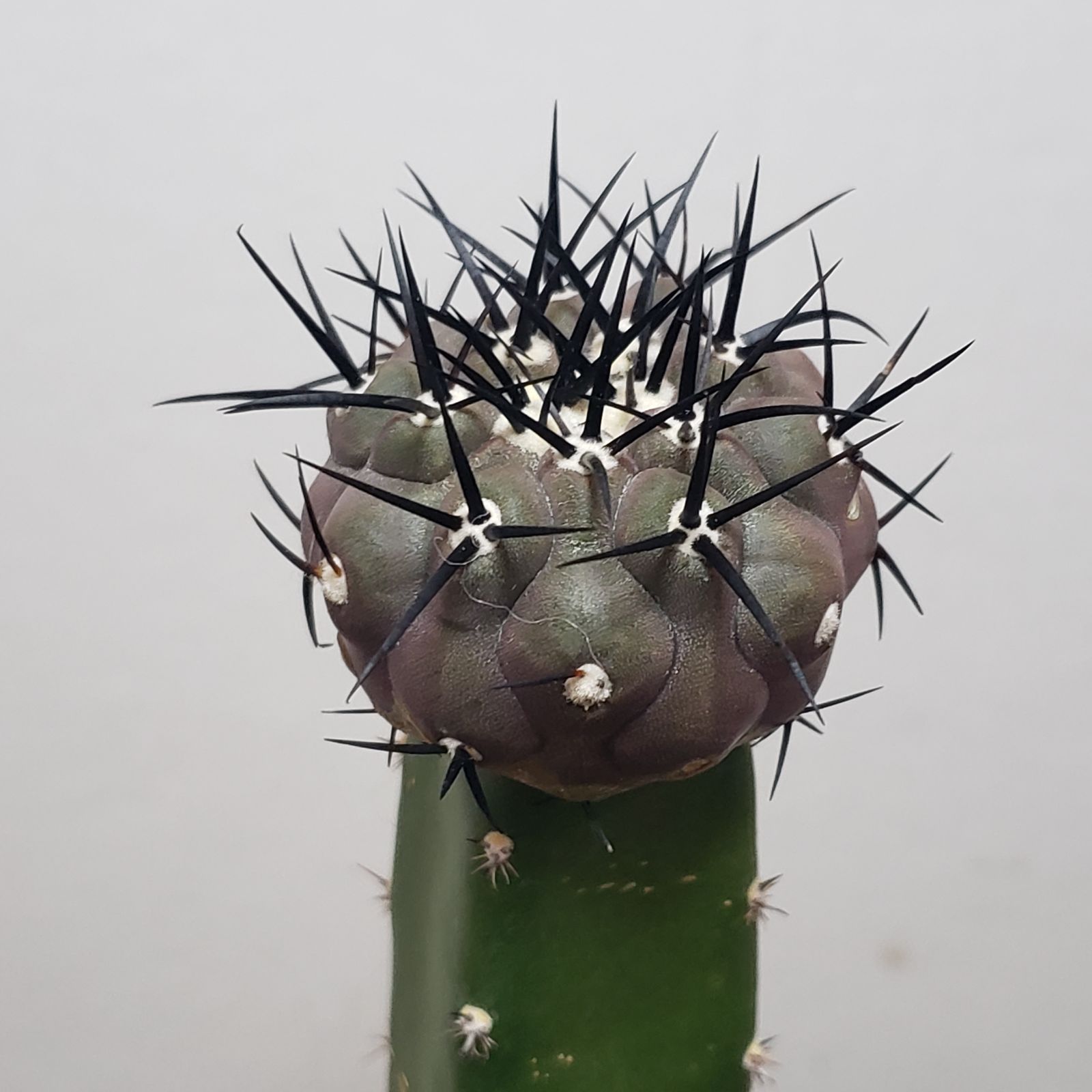 F369【自社養生株】コピアポア 黒王丸（接ぎ木・発根株・鉢植え