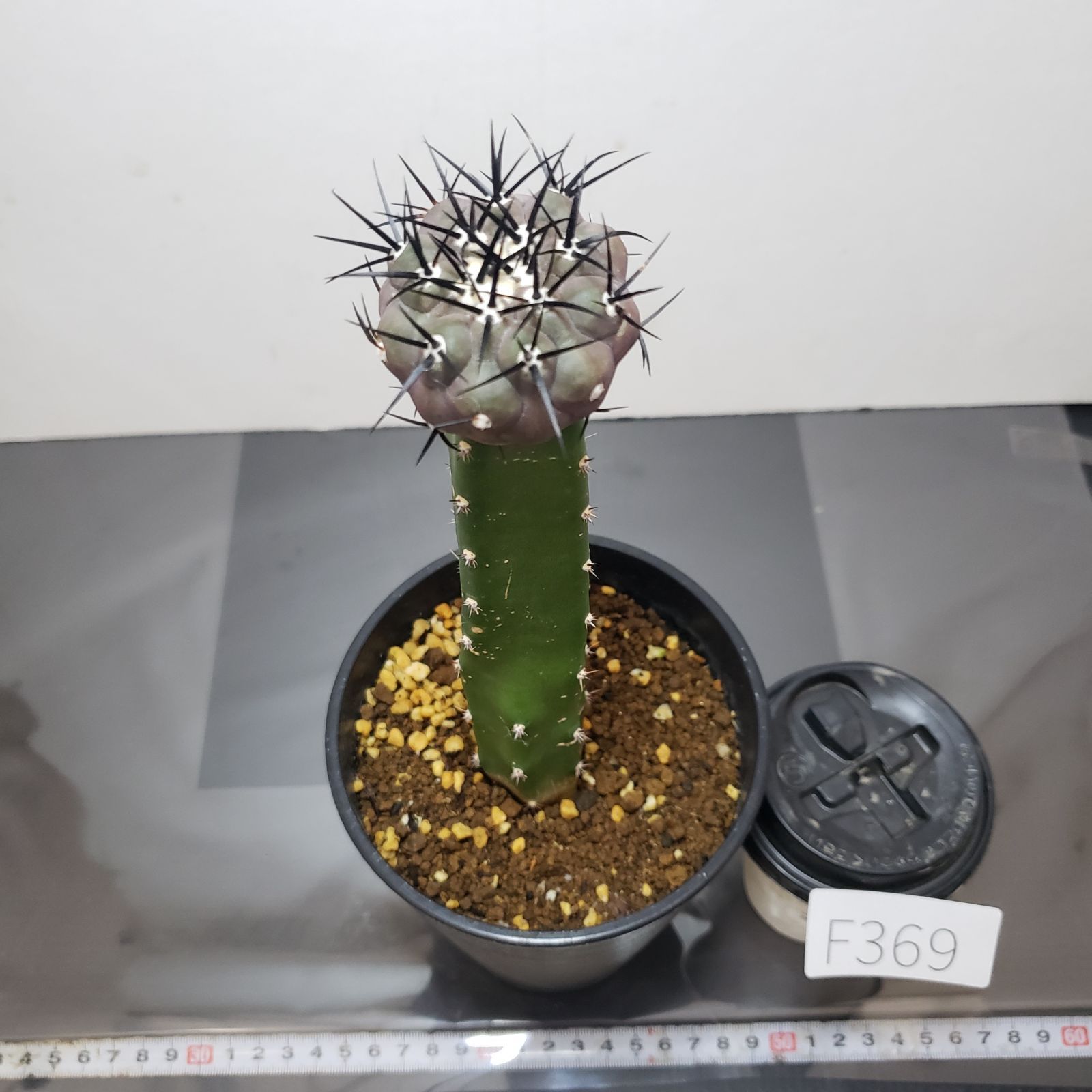 F369【自社養生株】コピアポア 黒王丸（接ぎ木・発根株・鉢植え