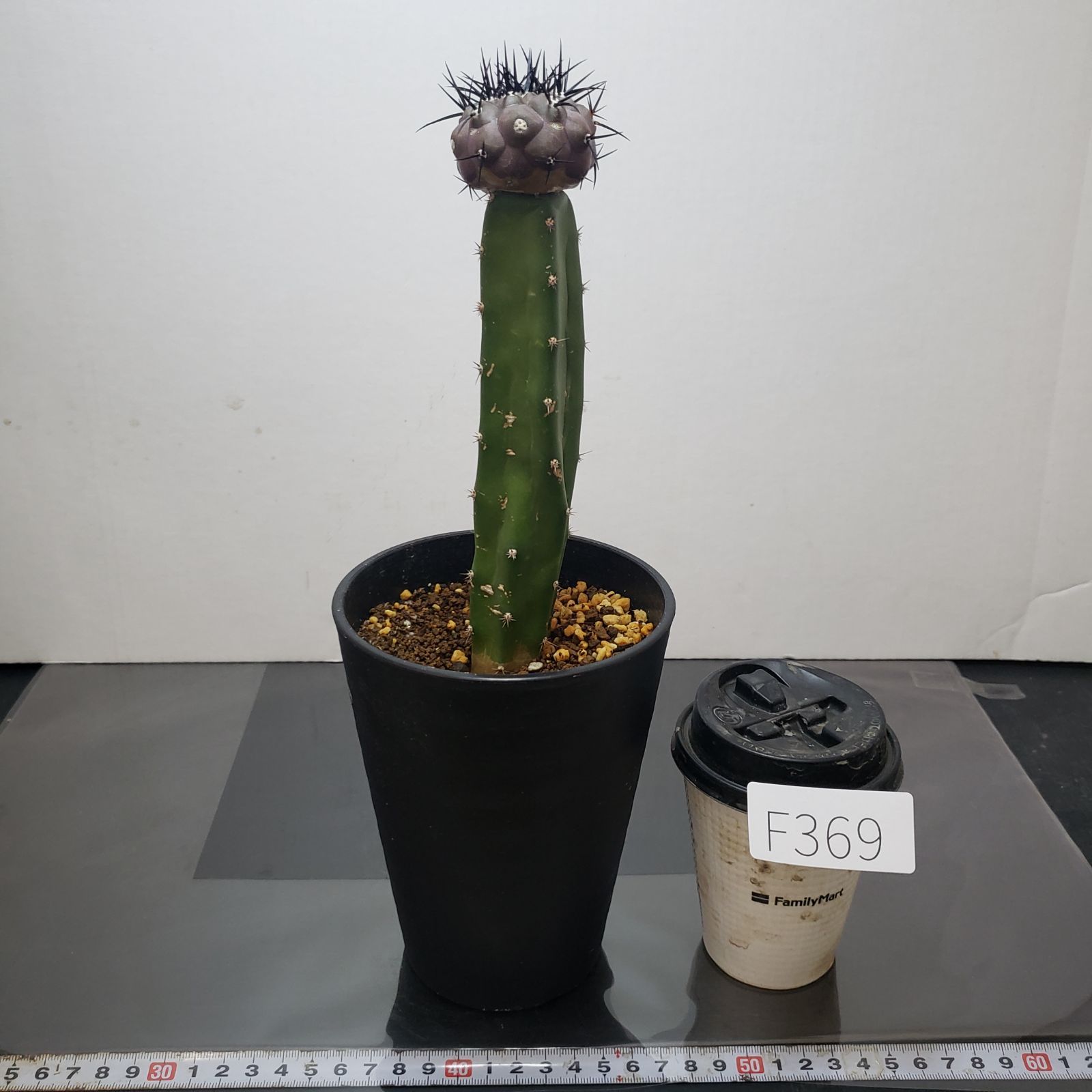 F369【自社養生株】コピアポア 黒王丸（接ぎ木・発根株・鉢植え