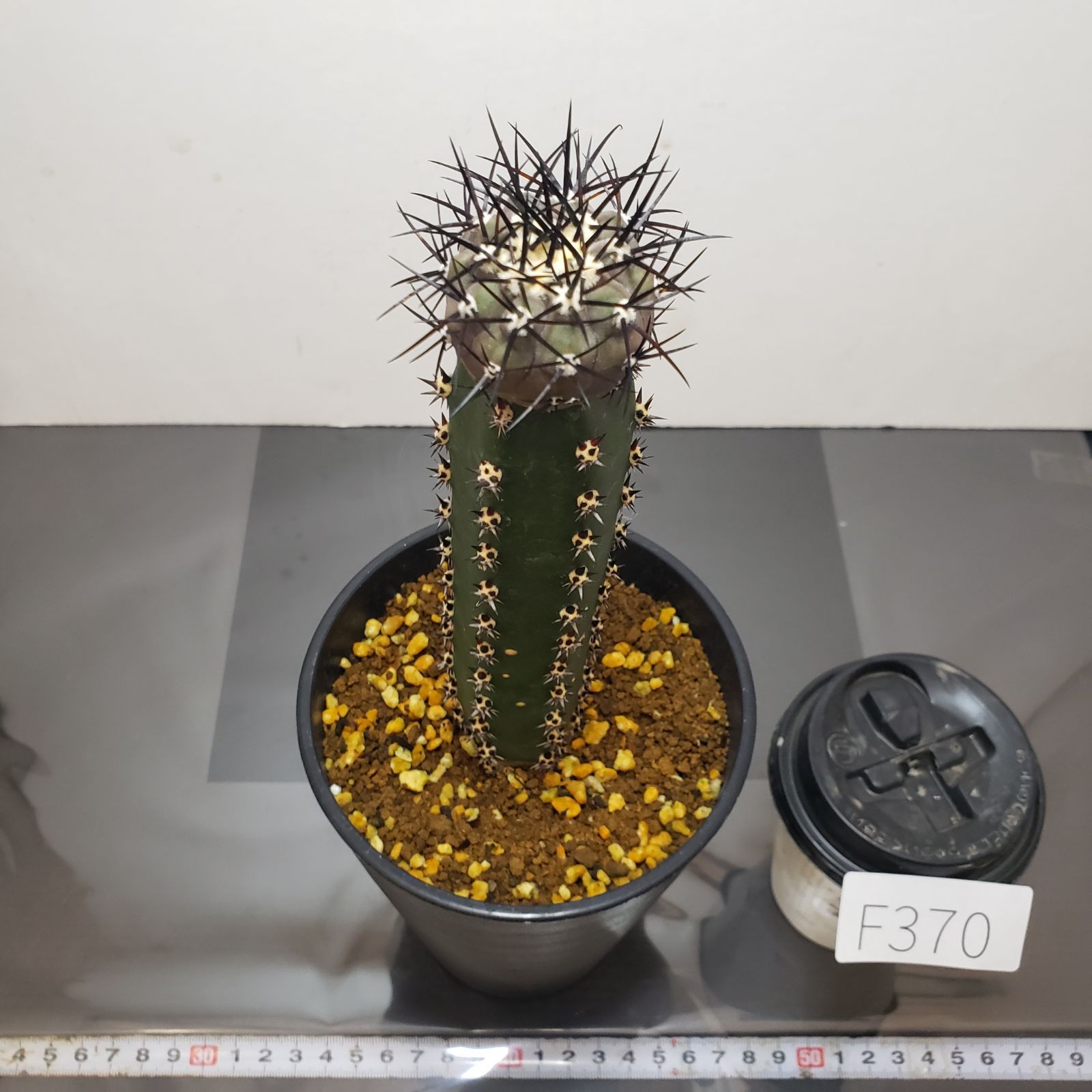 F370【自社養生株】コピアポア 黒王丸（接ぎ木・発根株・鉢植え