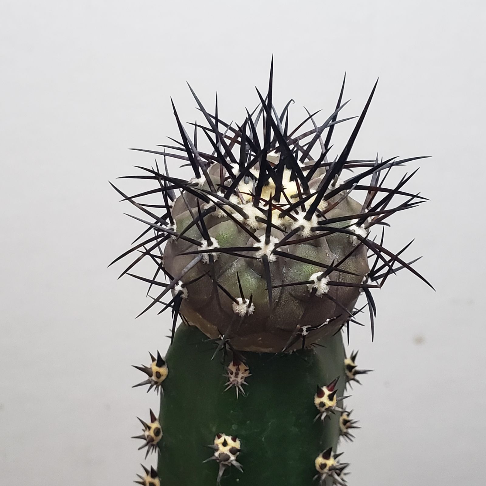 F370【自社養生株】コピアポア 黒王丸（接ぎ木・発根株・鉢植え