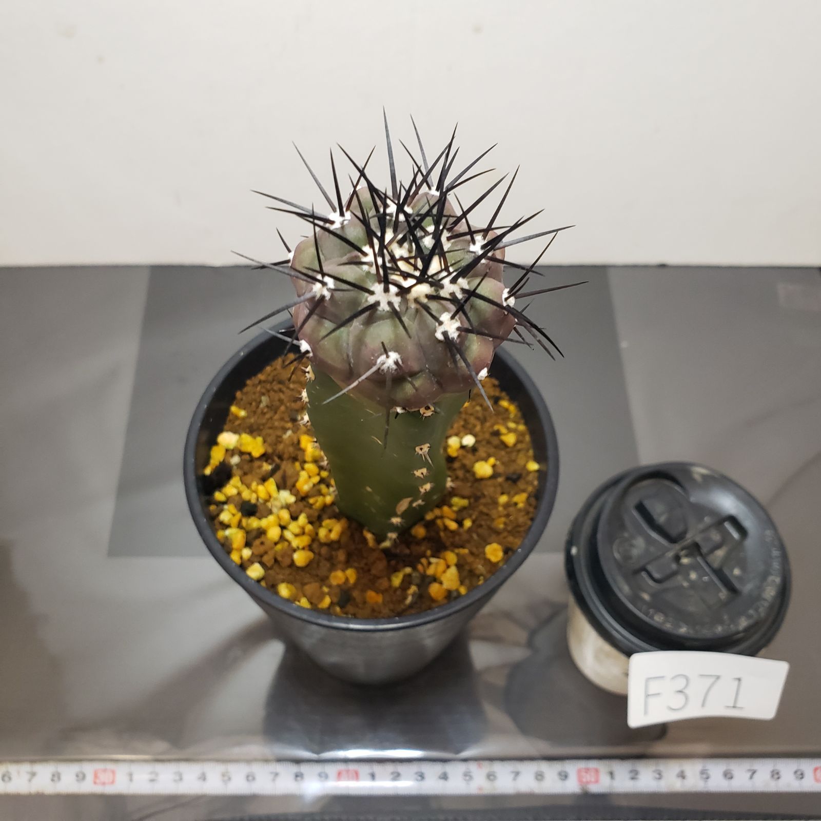 F371【自社養生株】コピアポア 黒王丸（接ぎ木・発根株・鉢植え