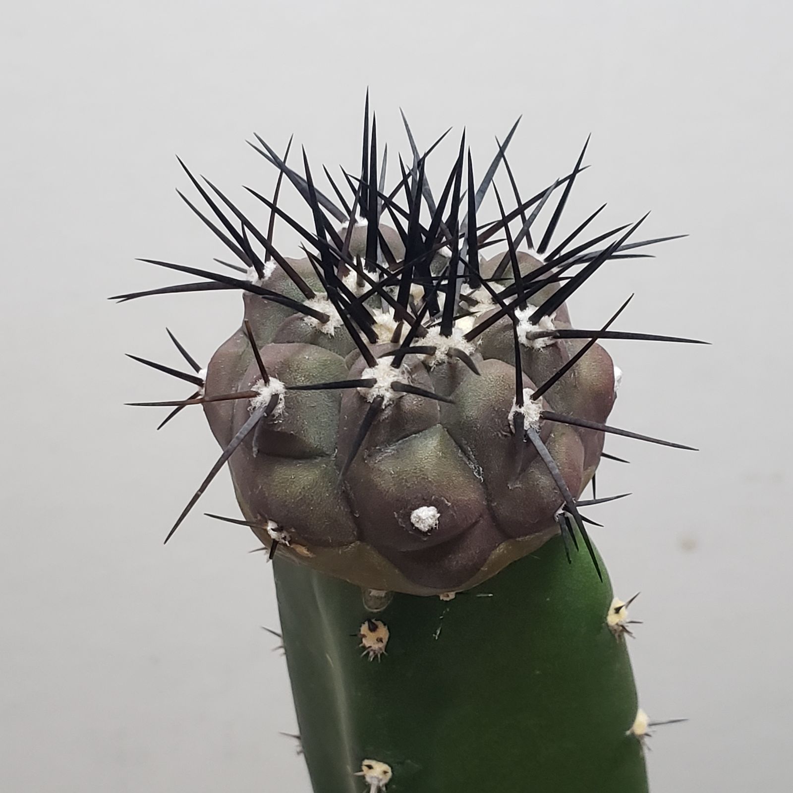 F371【自社養生株】コピアポア 黒王丸（接ぎ木・発根株・鉢植え