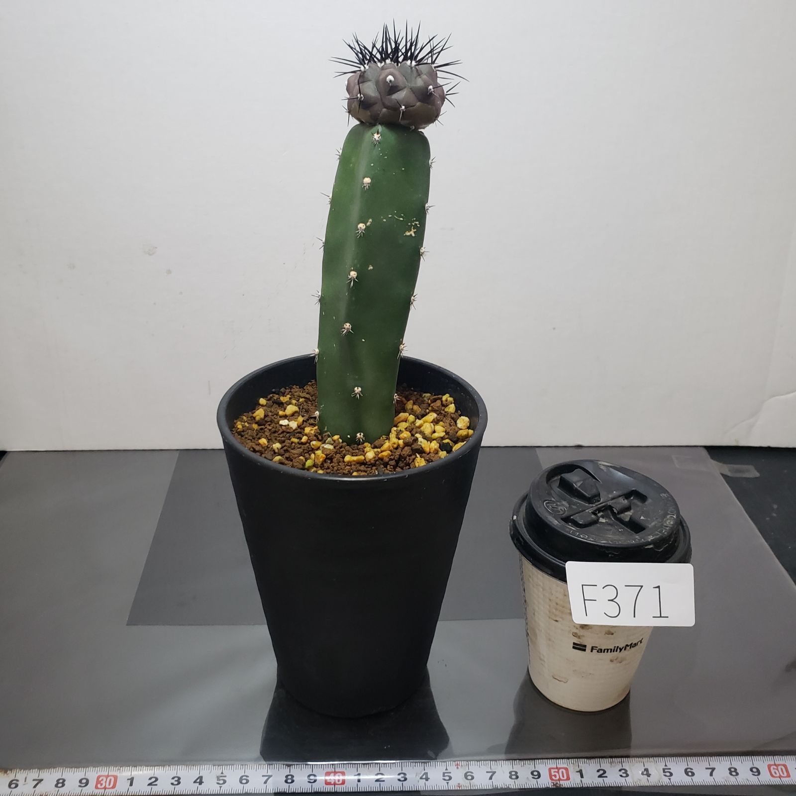 F371【自社養生株】コピアポア 黒王丸（接ぎ木・発根株・鉢植え