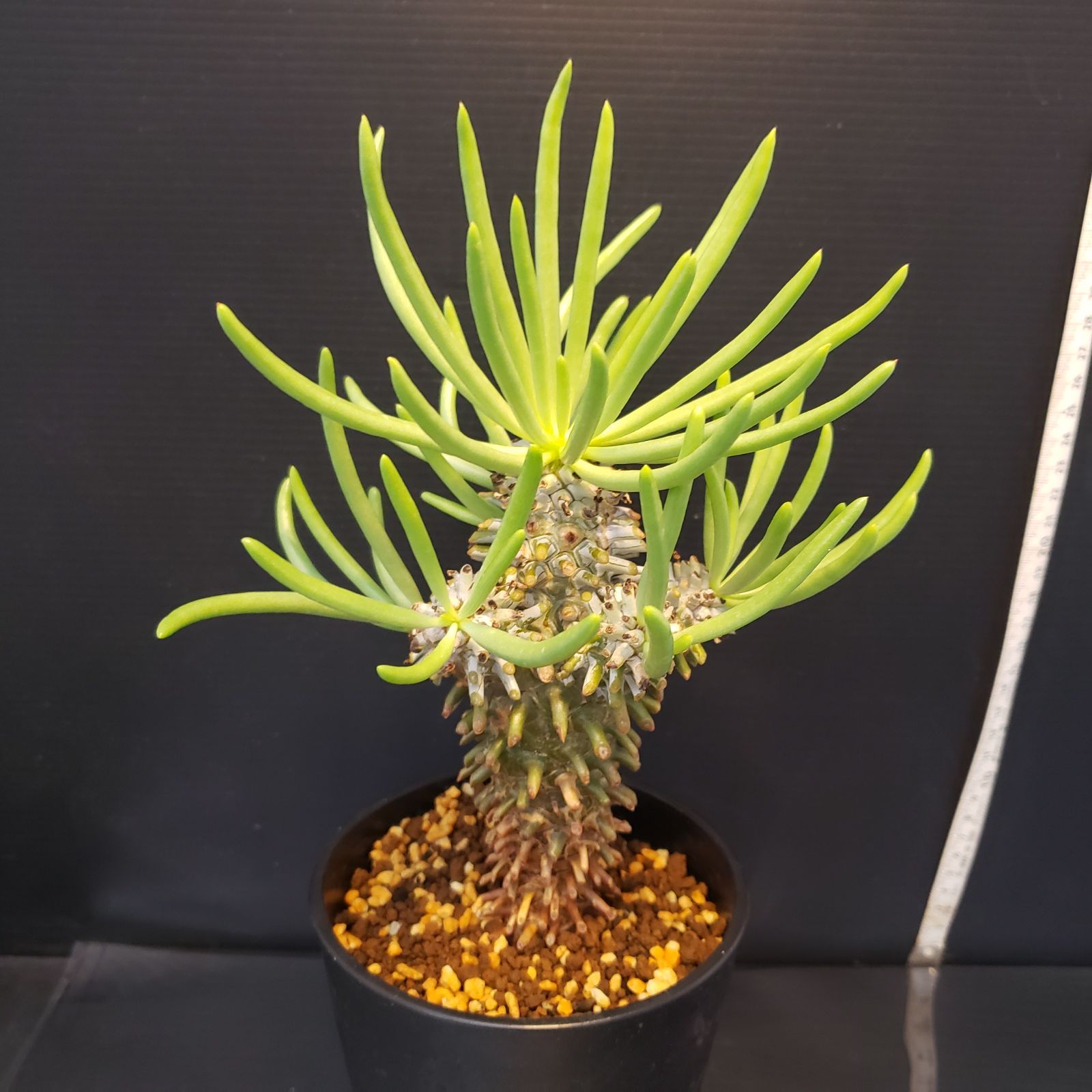 F374【自社養生株】チレコドン ワリチー（現地球・発根株・鉢植え