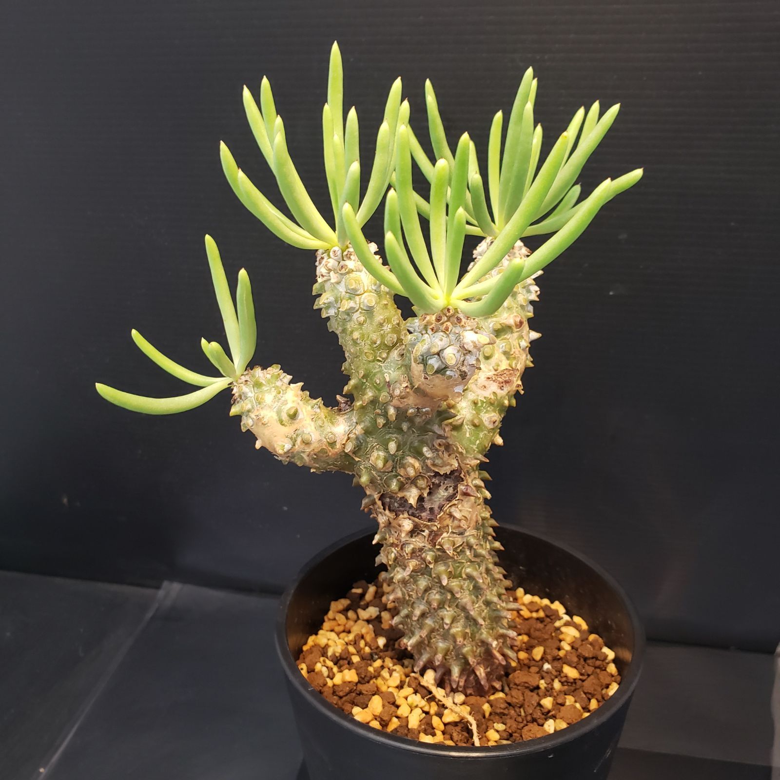 特大 現地株チレコドン ワリチー ㅤ チレコドン・ワリチーの現地球 発根済みが入荷しました！ ㅤ 陶器鉢