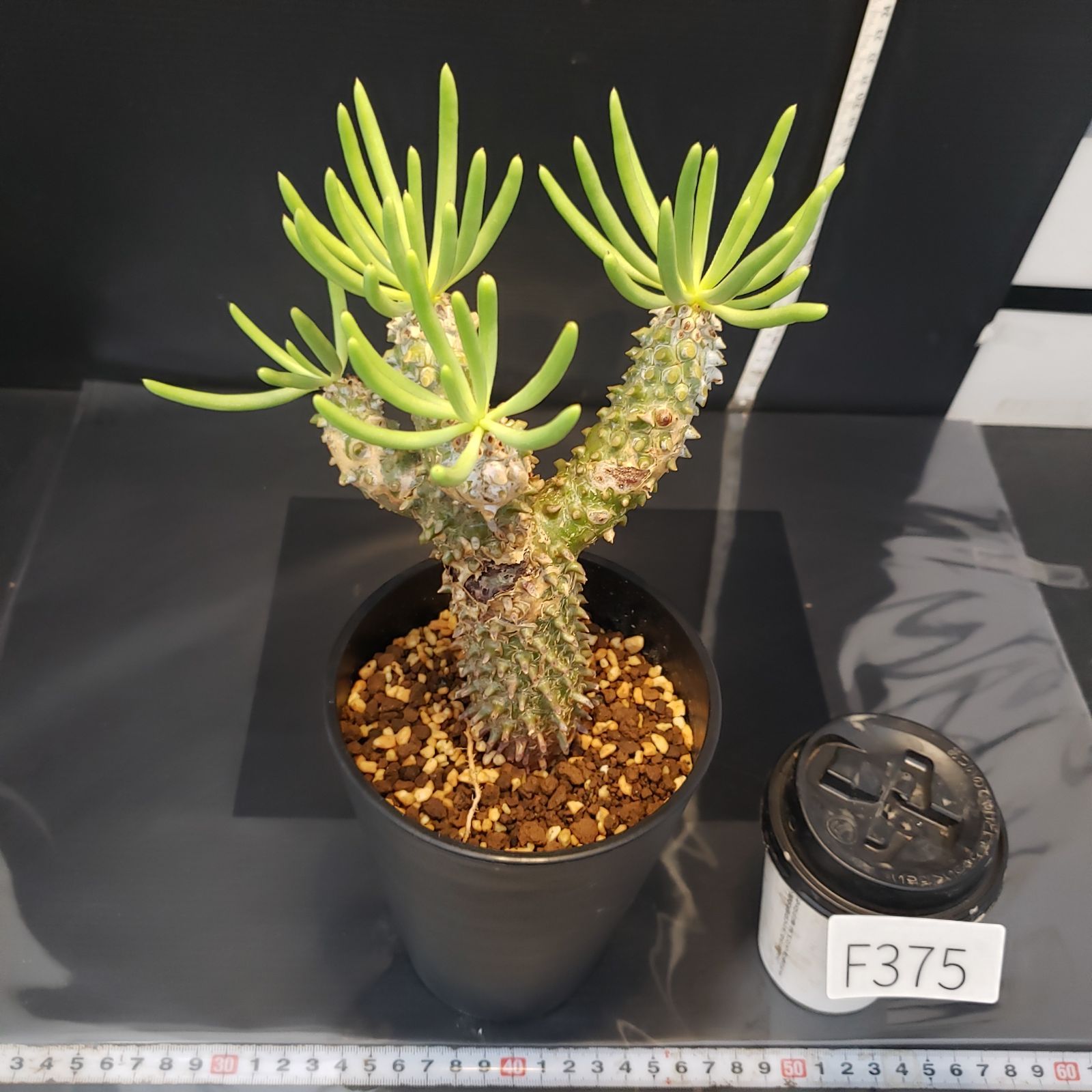 F375【自社養生株】チレコドン ワリチー（現地球・発根株・鉢植え