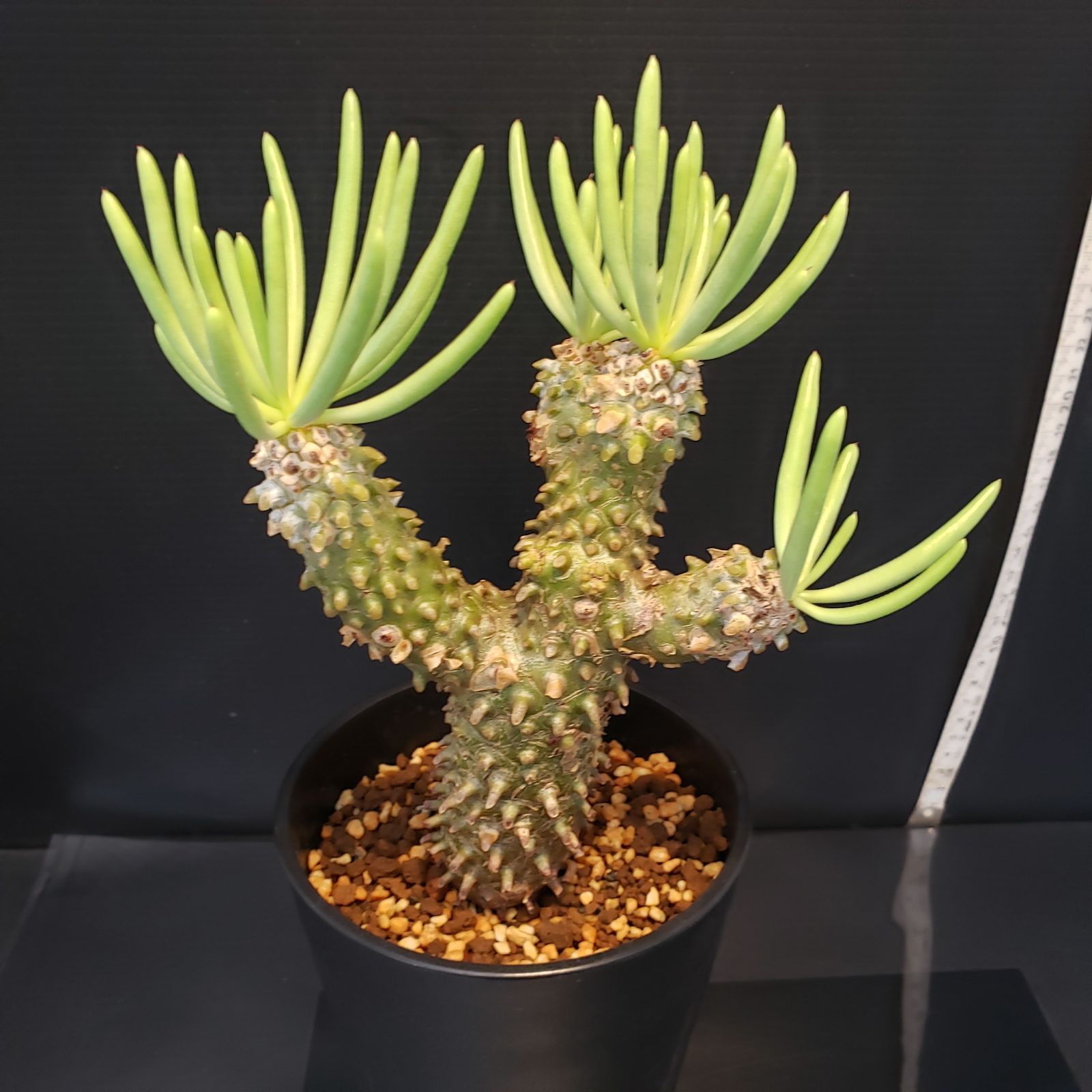 F375【自社養生株】チレコドン ワリチー（現地球・発根株・鉢植え