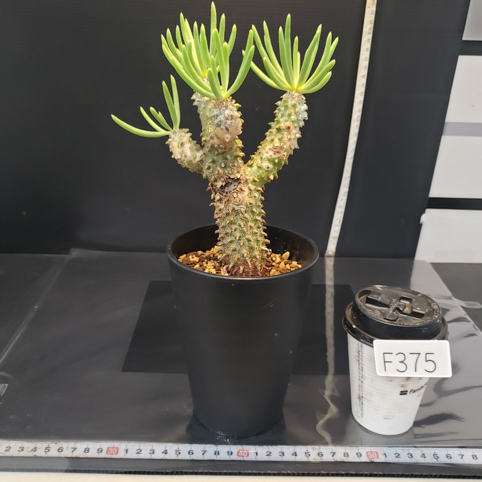 F375【自社養生株】チレコドン ワリチー（現地球・発根株・鉢植え