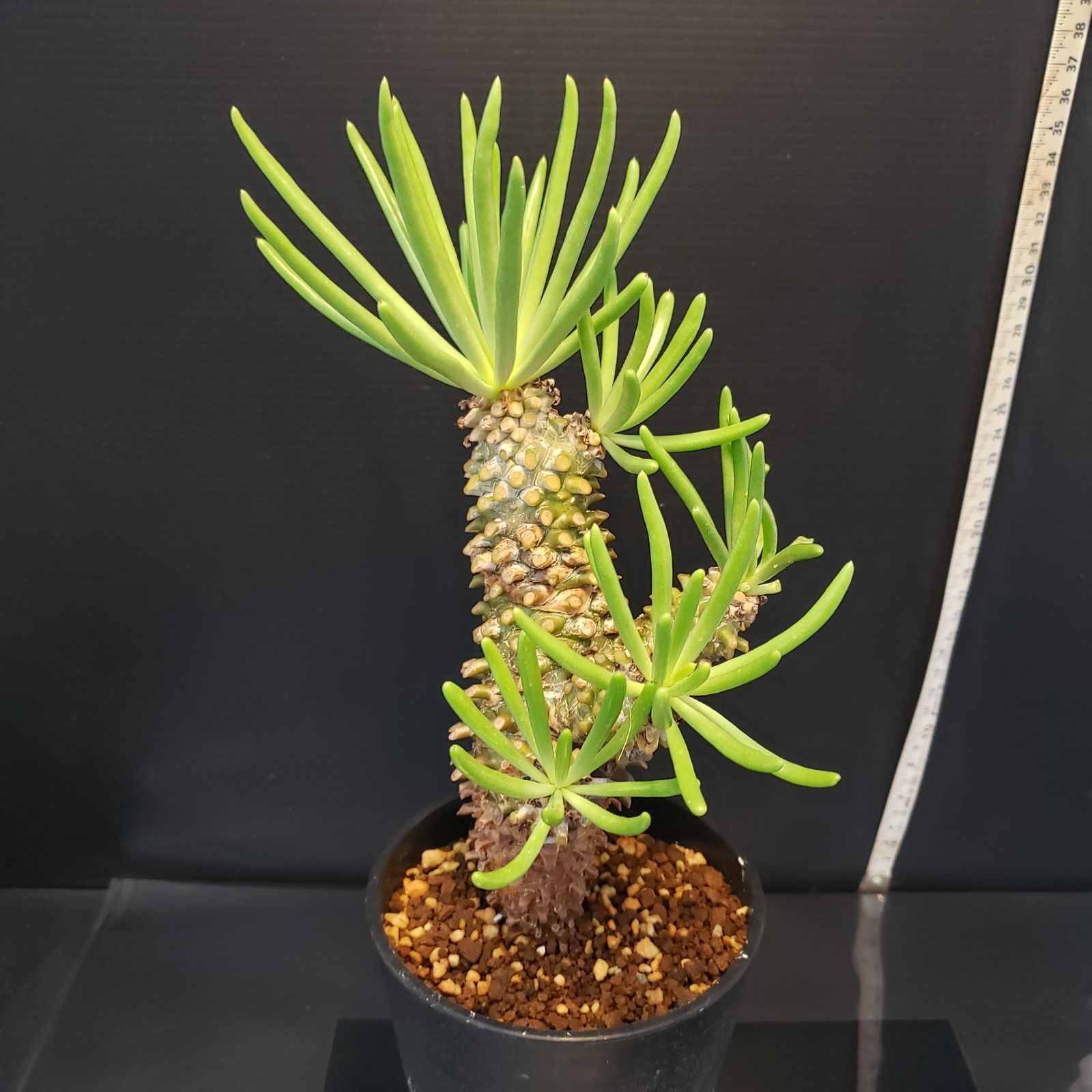 F378【自社養生株】チレコドン ワリチー（現地球・発根株・鉢植え