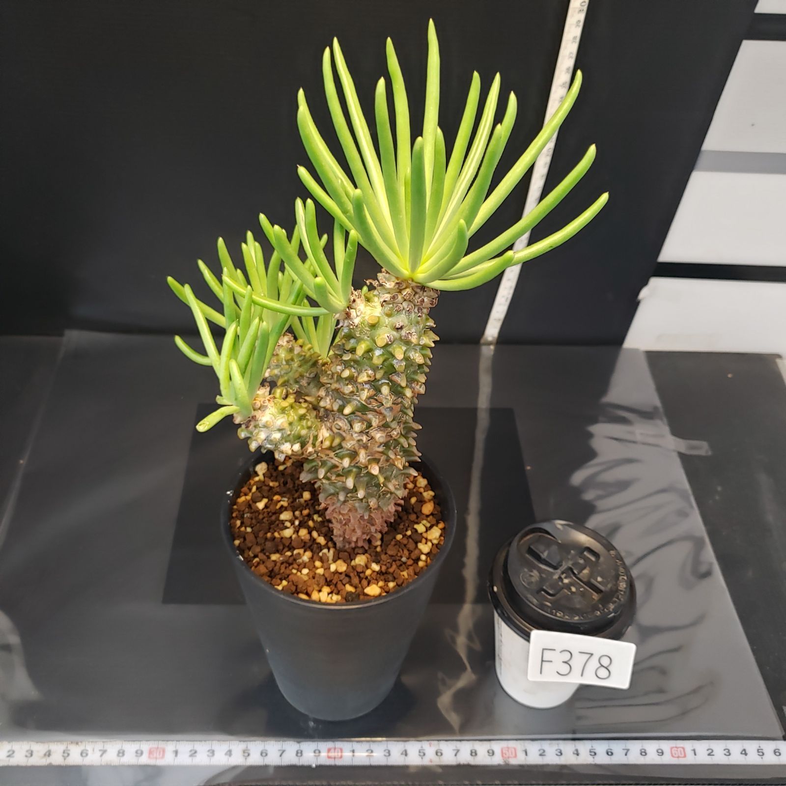 F378【自社養生株】チレコドン ワリチー（現地球・発根株・鉢植え