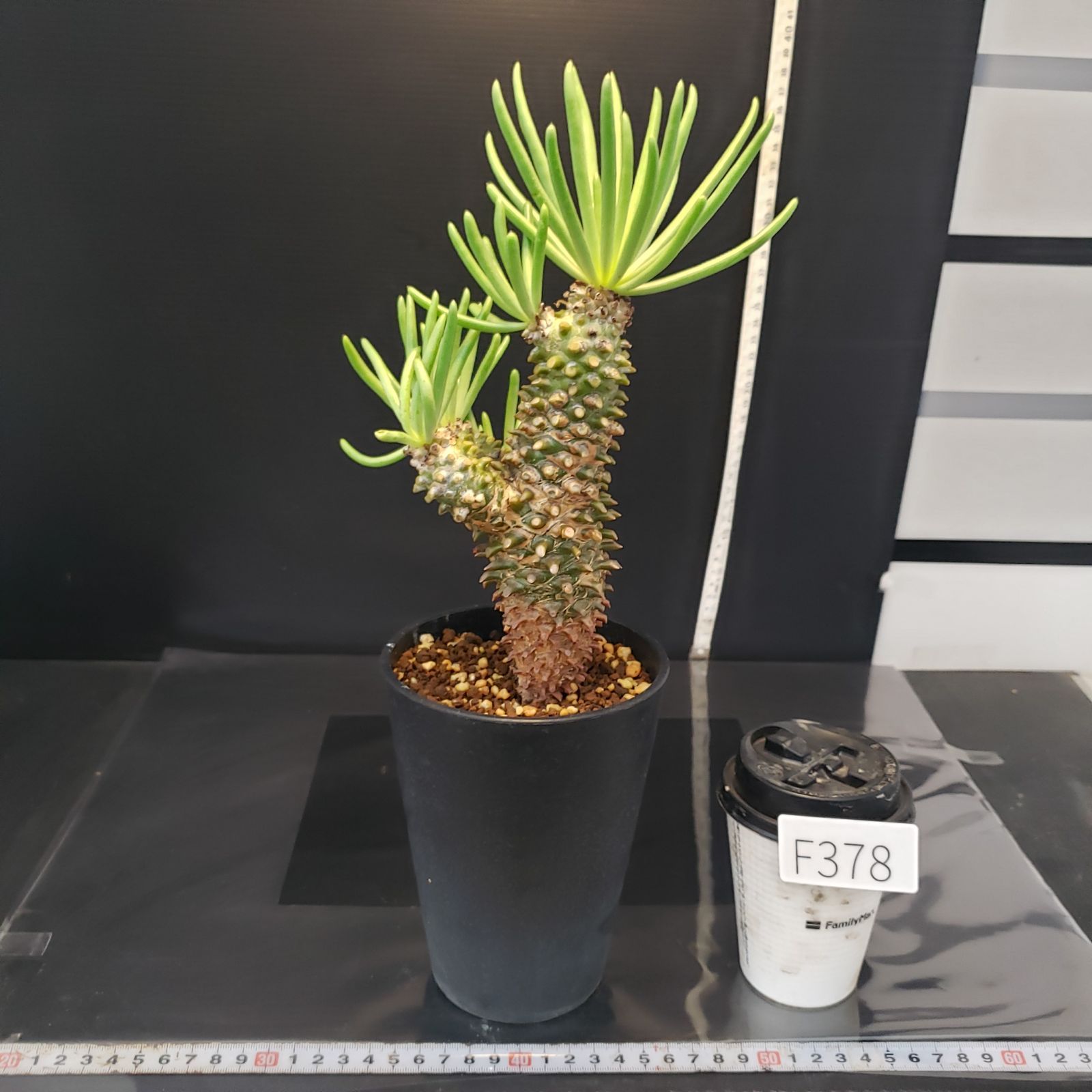 特大 現地株チレコドン ワリチー チレコドン ワリチー 現地株 特大 現地株チレコドン ワリチー 【公式通販】