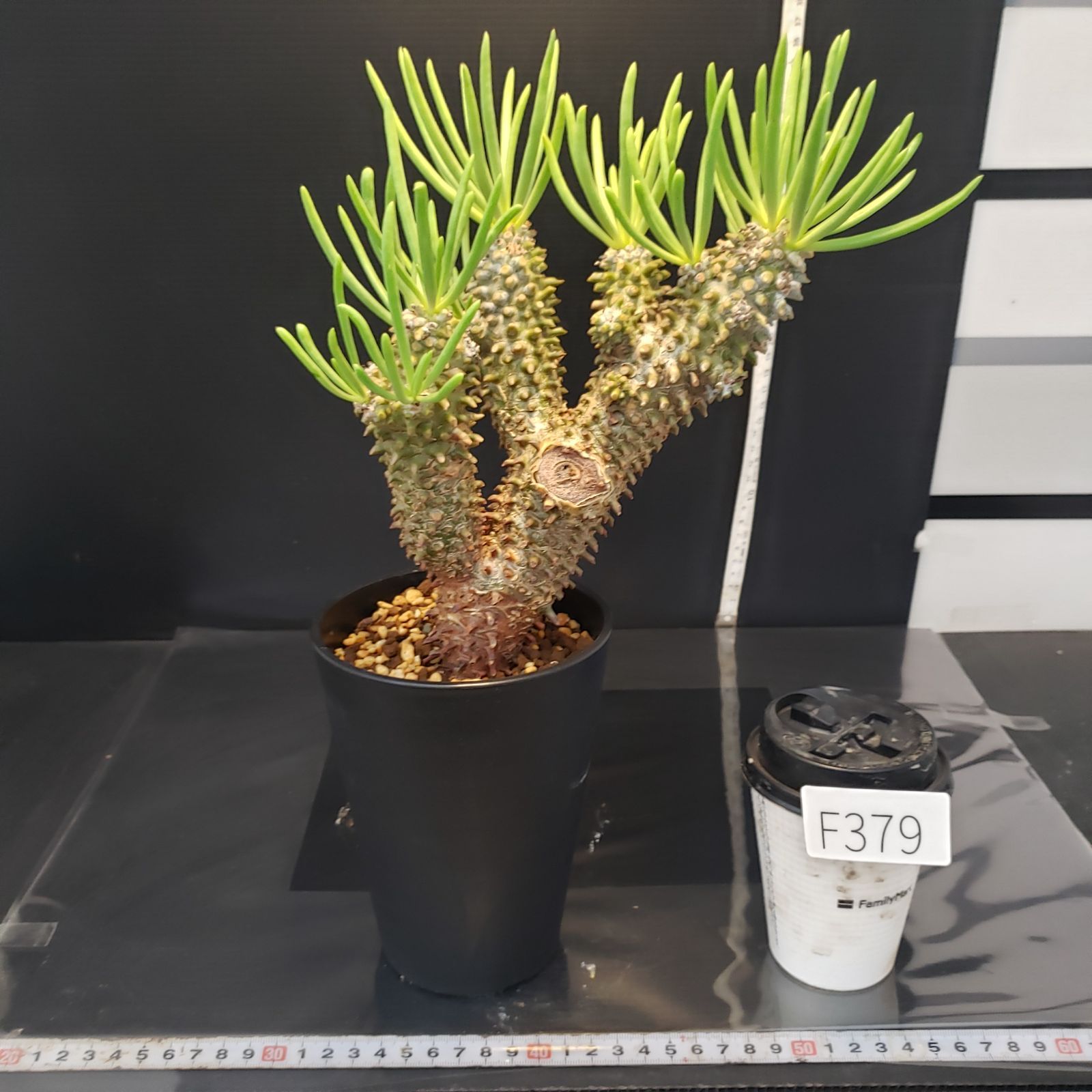 F379【自社養生株】チレコドン ワリチー（現地球・発根株・鉢植え