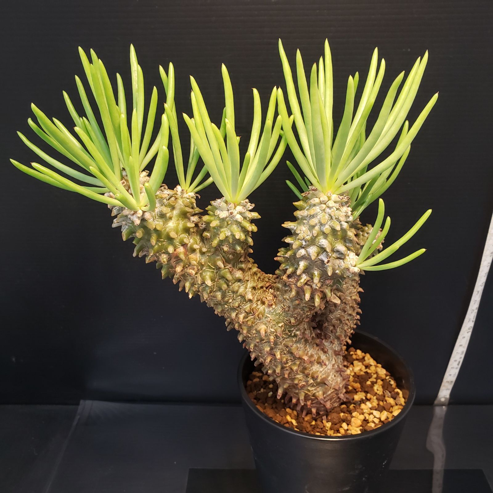 F379【自社養生株】チレコドン ワリチー（現地球・発根株・鉢植え