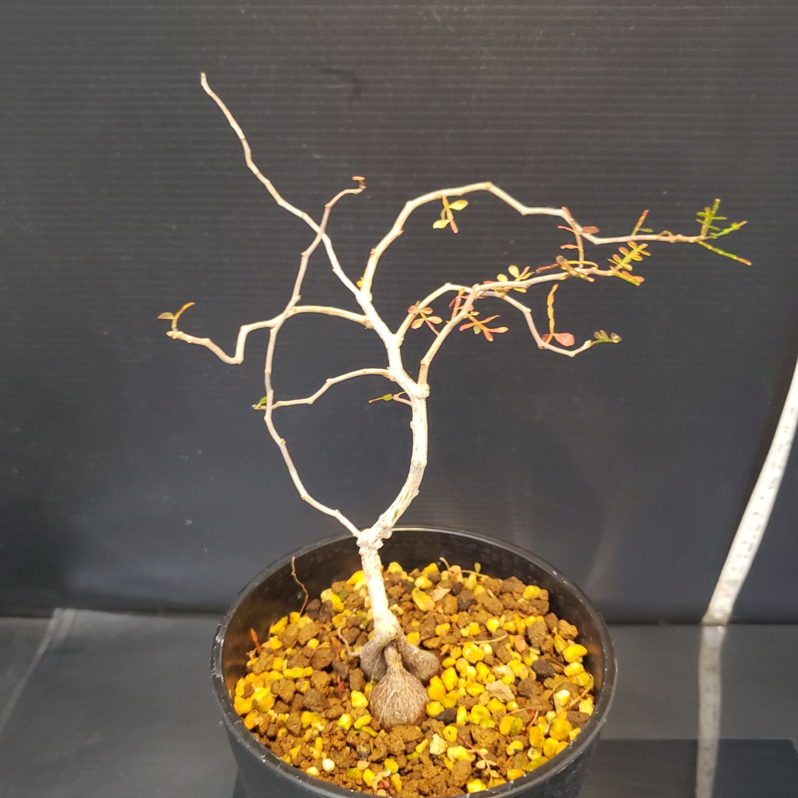 F380【自社養生株】オペルクリカリア パキプス（実生・発根株・鉢植え