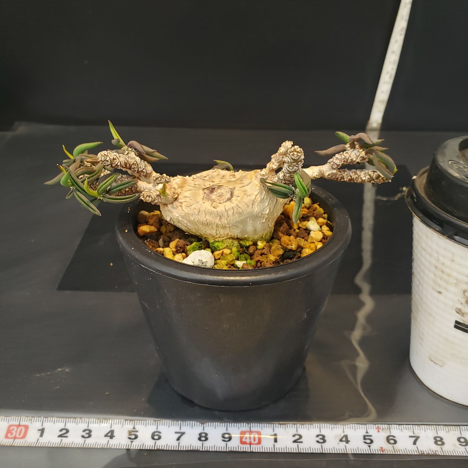 F385【自社養生株】ユーフォルビア キリンドリフォリア（実生・発根株