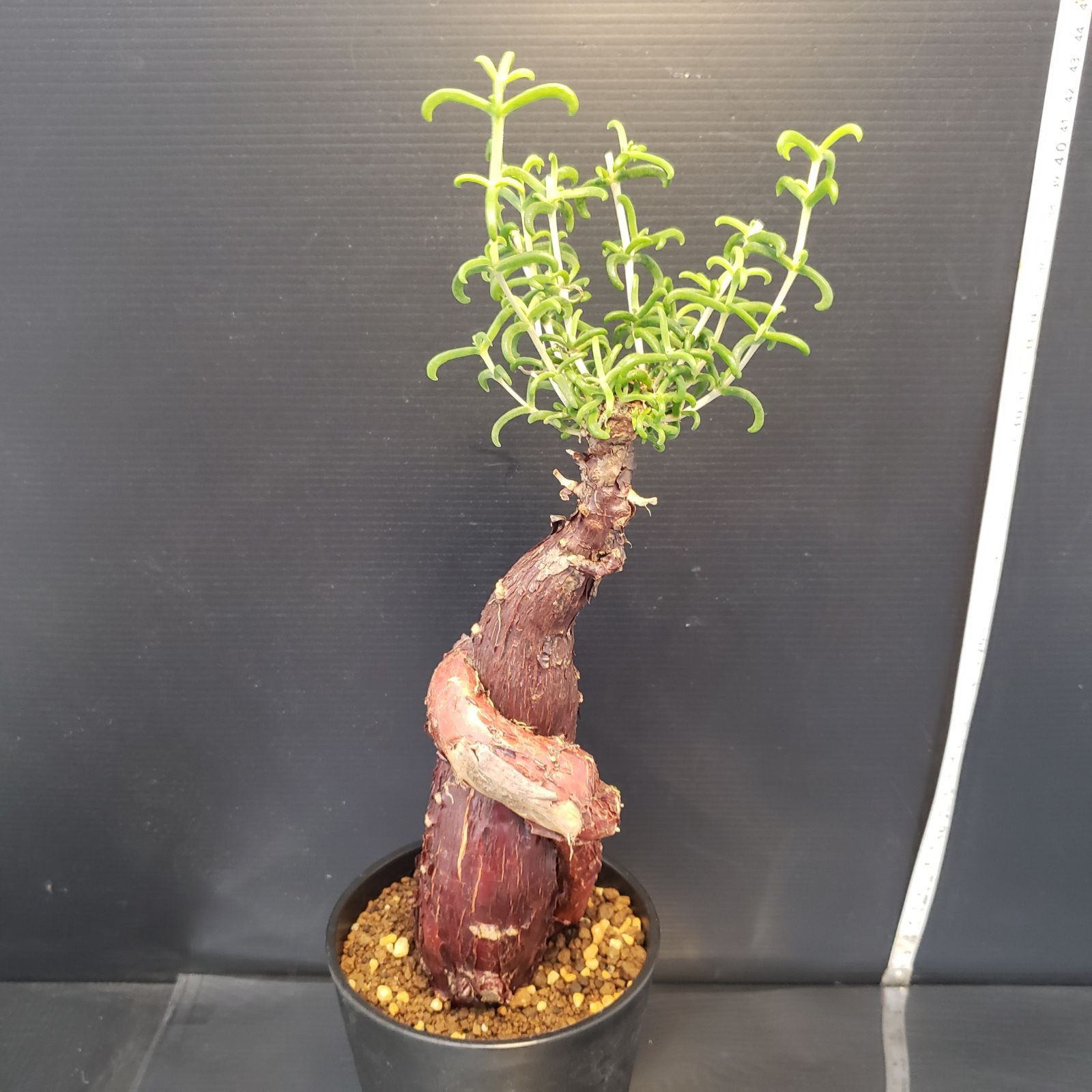 F386【自社養生株】メストクレマ（現地球・発根株・鉢植え）【塊根植物