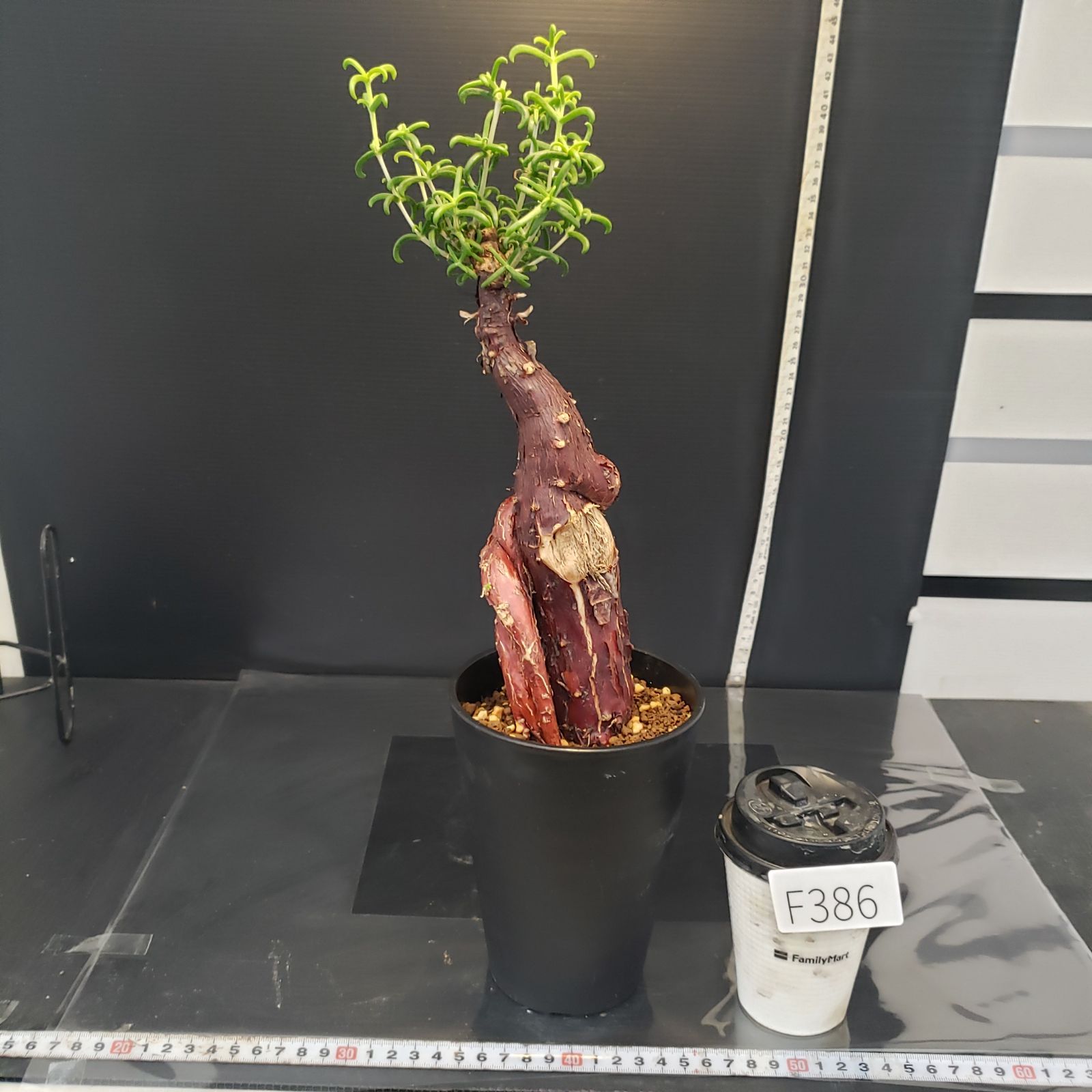 F386【自社養生株】メストクレマ（現地球・発根株・鉢植え）【塊根植物