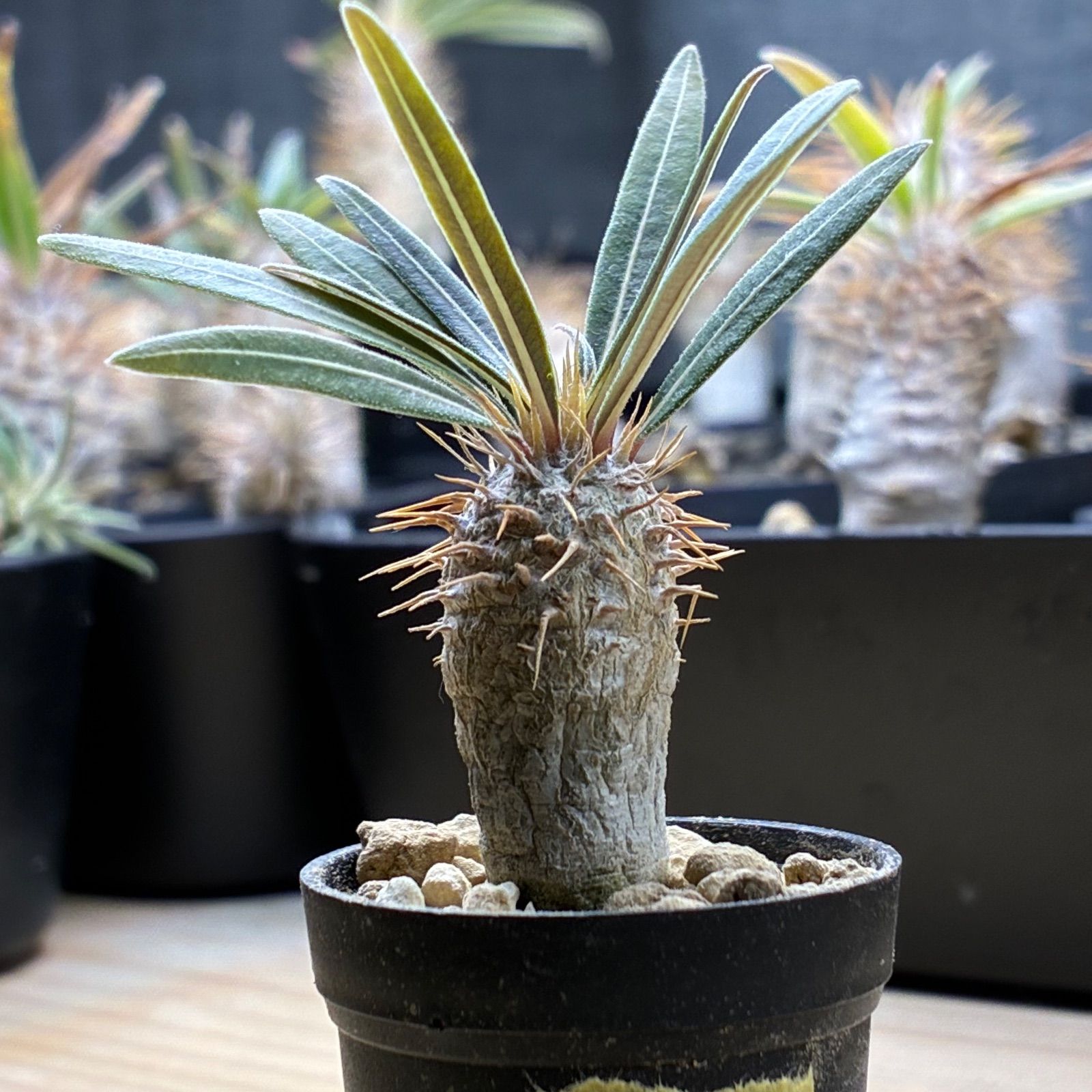 塊根植物】パキポディウム グラキリス 鉢ごと発送 送料無料 #205